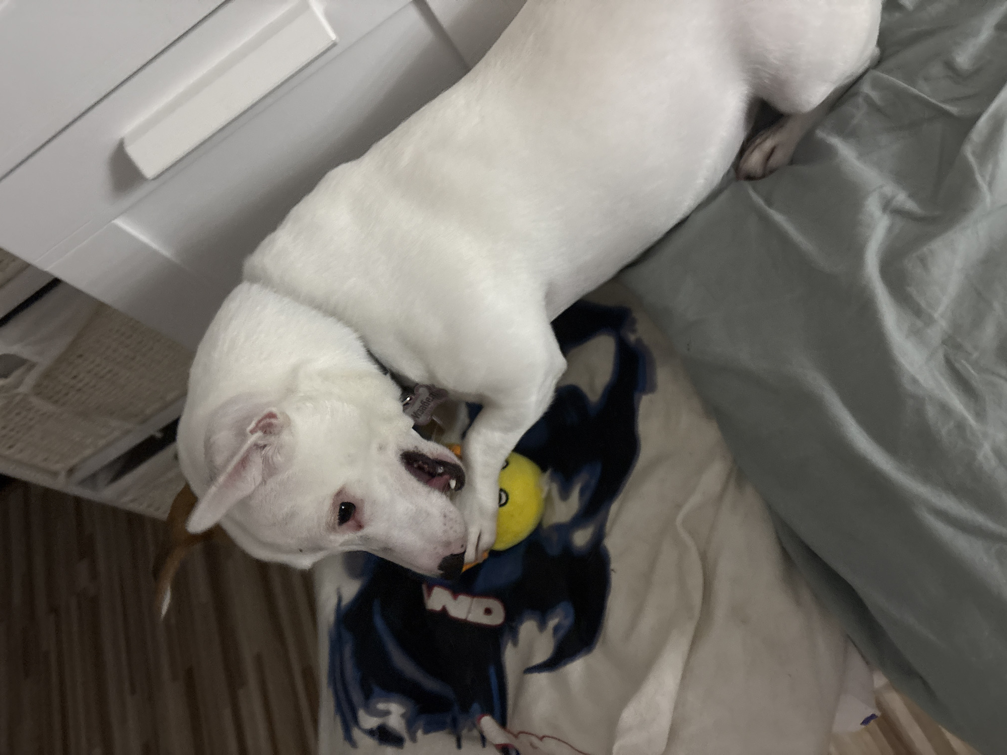 In an indoor setting, a white dog with pink inner ears and a dark collar is lying on a blanket, playing with a yellow ball. The dog's mouth is open, gripping the ball. A dark blue blanket with a graphic design is beneath the dog. The floor appears to be made of wood planks, and a white piece of furniture is visible in the background.