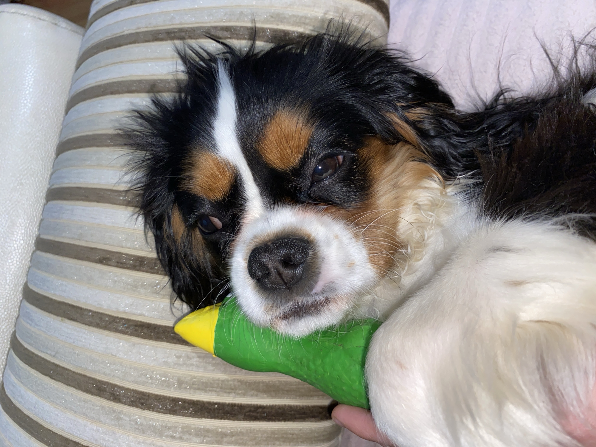 A medium close-up shows a Cavalier King Charles Spaniel lying on a striped cushion with a green and yellow toy in its paws. The dog has a tri-color coat, black, white, and brown, and is positioned facing the viewer, its head slightly tilted. The cushion behind the dog has alternating beige and white stripes. The background shows a light pink surface. The location is unknown.
