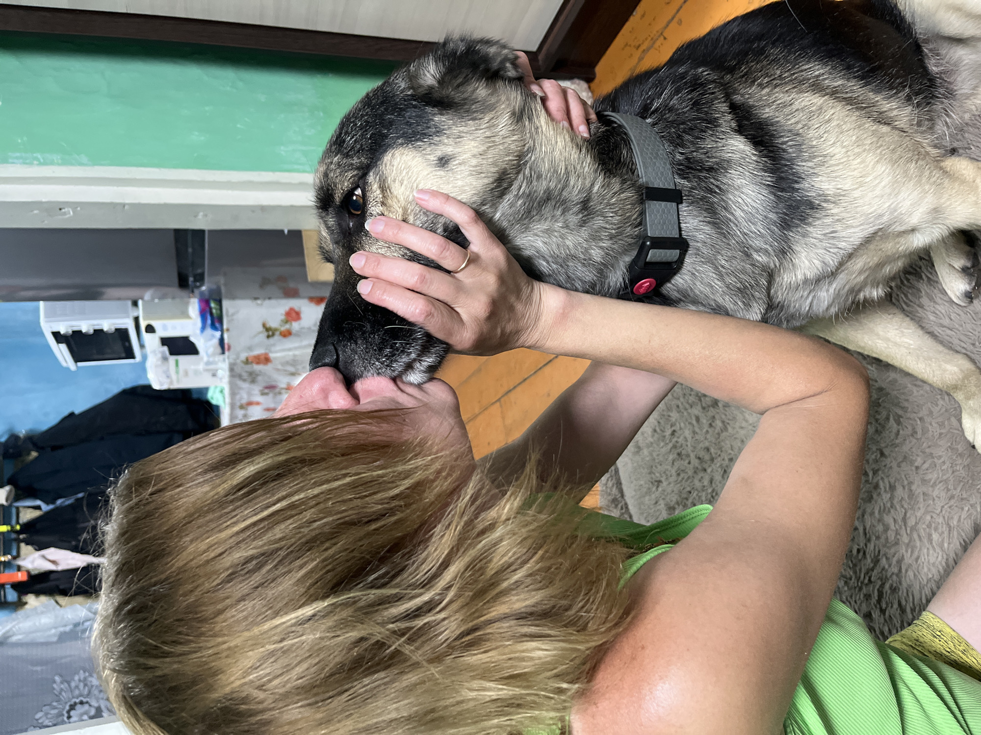 In this close-up image, a woman with blonde hair, wearing a bright green top, is leaning in to kiss a large dog. The dog, with grey, black, and tan fur, wears a grey collar with a pink tag. The woman's hands are gently holding the dog's face. They are positioned on a grey rug, with an orange wooden floor visible in the background. The environment appears to be indoors, with hints of furniture, a table with a patterned tablecloth, and appliances in the distance. The scene is casual and intimate, suggesting a domestic setting, possibly in the city of Nizhny Tagil, Russia.