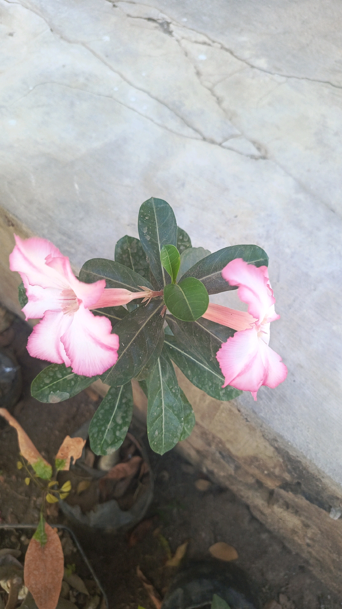 The image shows a close-up, top-down view of a flowering plant with pink and white petals, set against a textured, light-colored background that appears to be a concrete surface with natural imperfections. The plant has dark green leaves, some of which show dust or slight discoloration. The flowers are delicate with ruffled edges, and the stamens are visible in the center of one bloom. In the lower left and right portions of the image, there are hints of a darker, rougher surface, possibly soil or wood, and some dried leaves are visible. There are no people or animals present in the scene. The lighting suggests it is daytime, possibly outdoors, with a diffused light source. The location is stated to be Bajang, Indonesia, which implies a tropical or subtropical environment conducive to the growth of such plants.