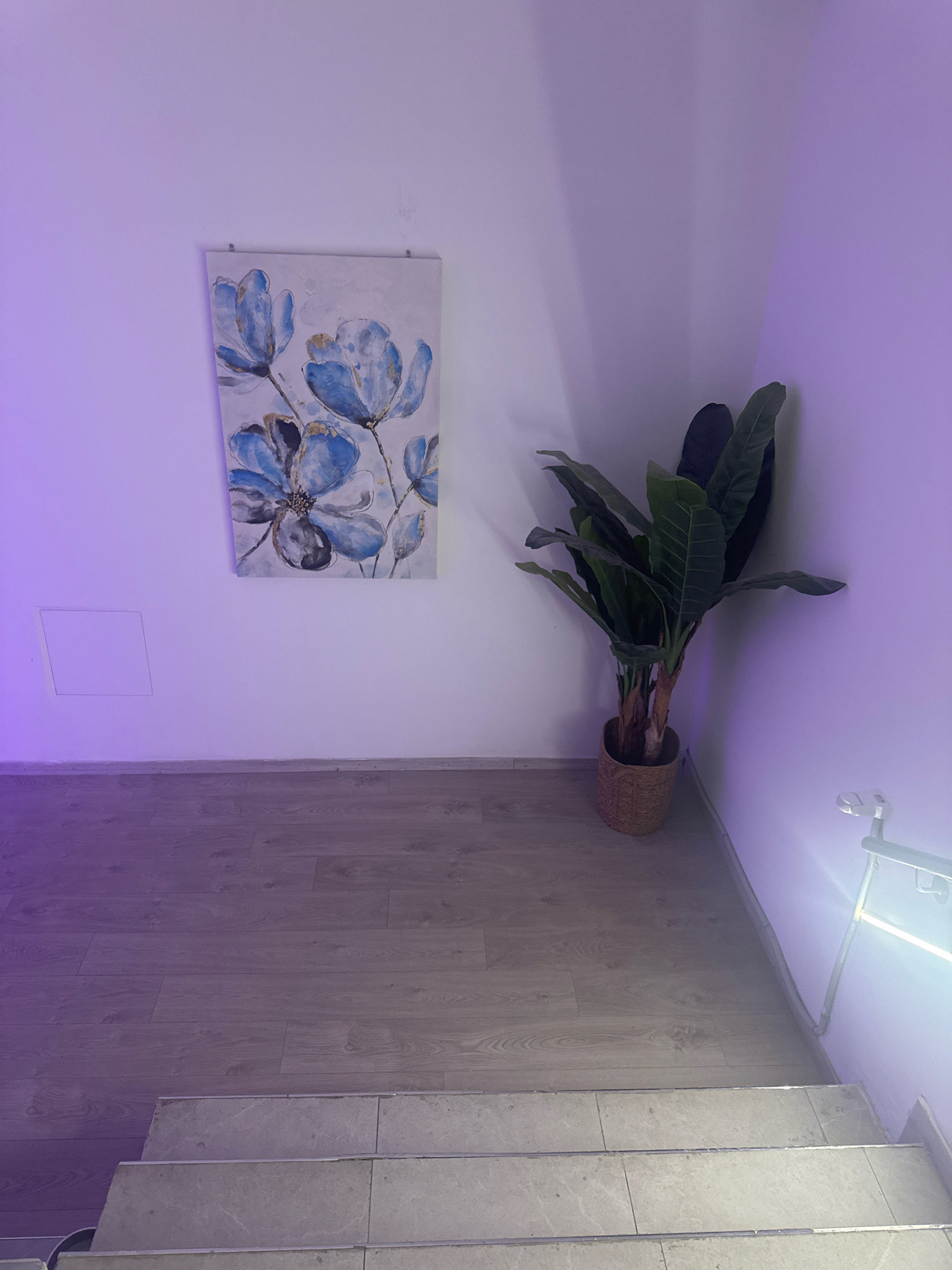The image depicts an indoor scene with purple lighting. In the upper left portion of the image, a framed artwork featuring blue flowers is hanging on a white wall. To the right of the artwork, a tall potted plant with large green leaves stands in a woven basket. The floor is covered with light-colored wooden planks. In the lower part of the image, stairs with stone treads and metal edging are visible, suggesting a staircase. The overall environment appears to be a well-lit interior space, potentially a hallway or landing area, with decorative elements. The location is identified as Germasogeia Municipality, Cyprus.