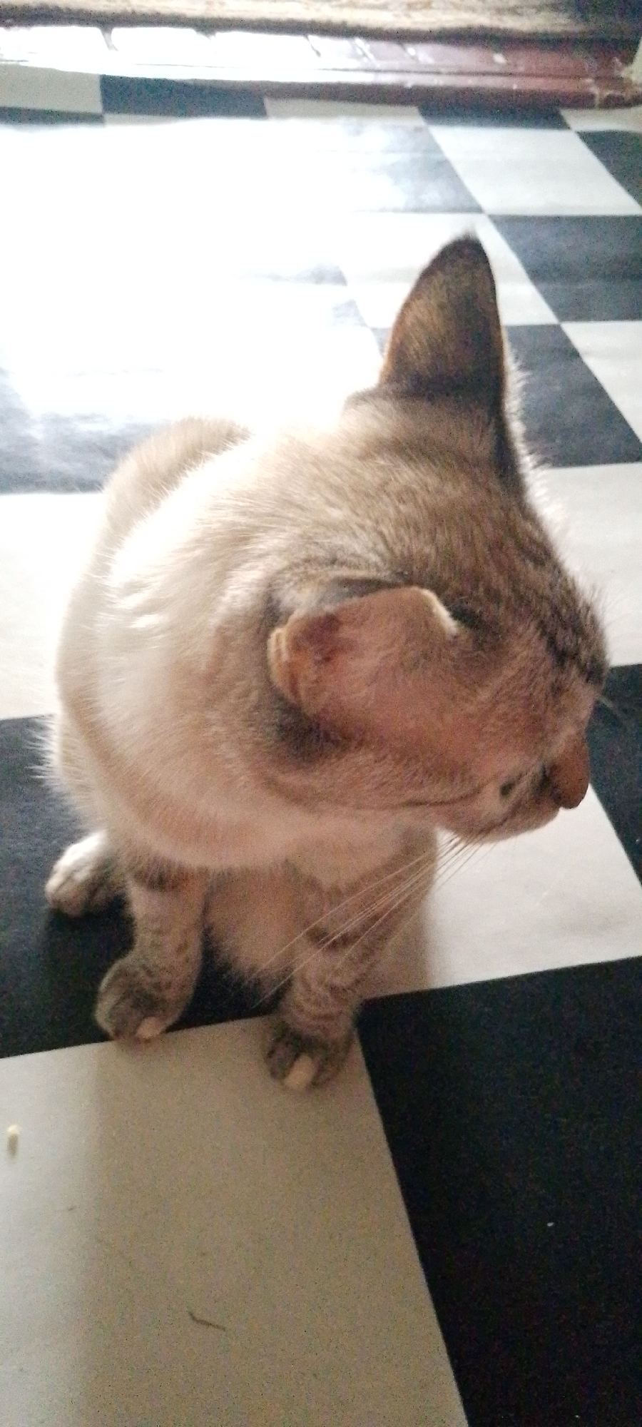 A tan and brown tabby cat is sitting on a black and white checkered floor. The cat is facing to the right of the frame, with its head tilted downwards. Its ears are pointed upwards and its fur is short. The cat's paws are visible, and it appears to be resting on its hind legs. The floor tiles are large and the grout lines are visible. The lighting in the room is bright, casting shadows on the floor. The background is out of focus, but it appears to be a wall or furniture. The image was taken indoors, possibly in a home or a public building. There are no people or other animals visible in the image. The scene is calm and quiet.