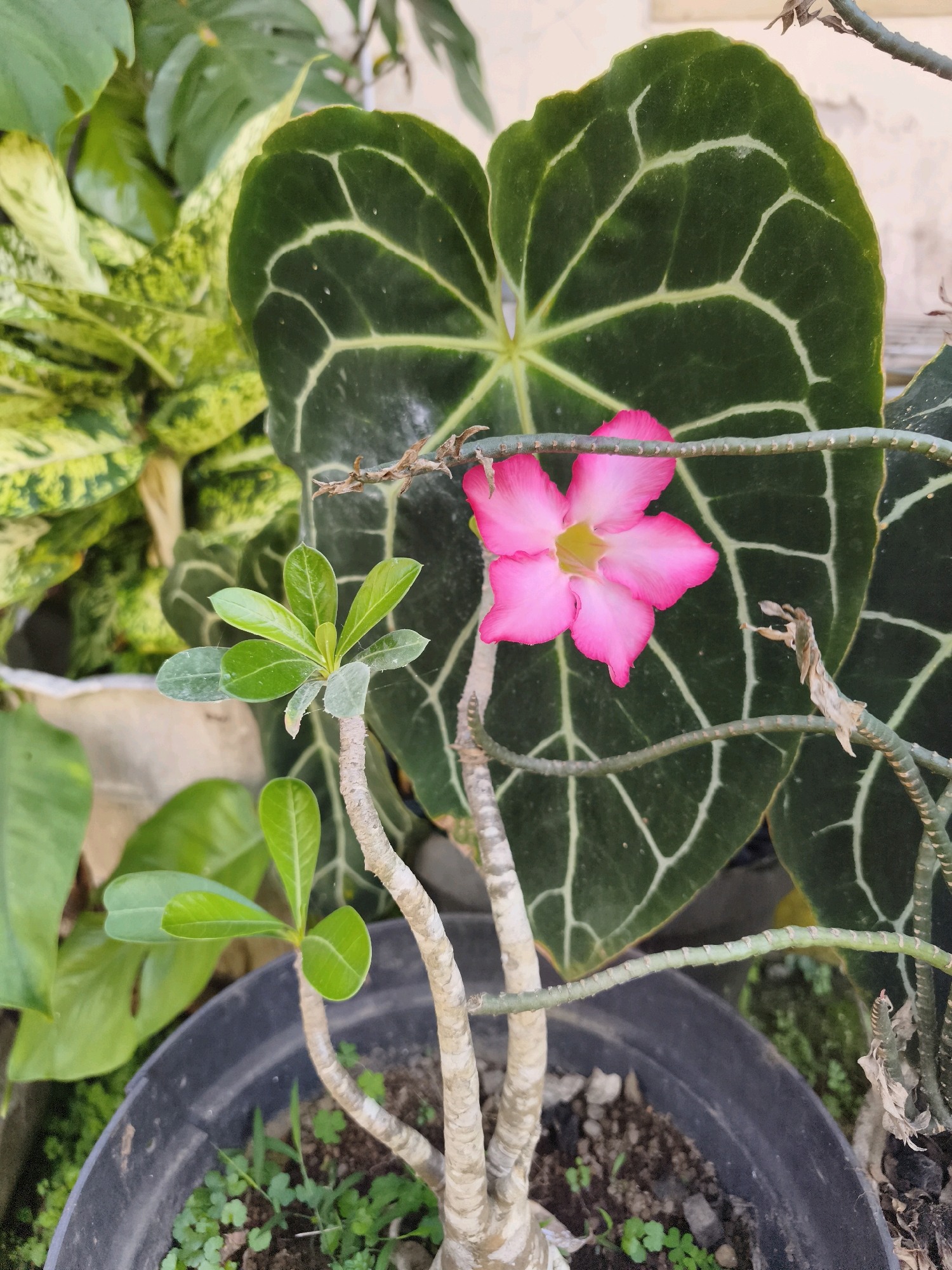 In Kaligondo, Indonesia, a vibrant pink Adenium flower, also known as a desert rose, blooms prominently in the foreground of a lush garden. The flower's delicate petals are a striking contrast to the deep green, intricately veined leaves of a large Anthurium plant positioned behind it. To the left, a variegated plant with yellow and green foliage adds another layer of texture and color to the scene. The plants are potted in black plastic containers, with the rich, dark soil visible at the base. The overall impression is one of natural beauty and thriving plant life, characteristic of the tropical climate of Indonesia.