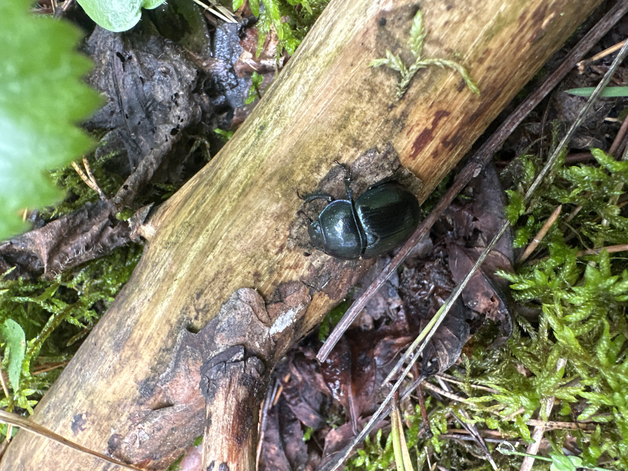 A dark, iridescent beetle is positioned on a section of a fallen, weathered wooden log. The log is oriented diagonally across the frame, with a textured, light brown surface showing visible grain and darker patches. The beetle, which appears to be a dung beetle due to its stout body and iridescent, dark exoskeleton, is resting on a small patch of dark, brittle leaf litter on the log's surface. Its legs are visible, with the front pair appearing to be extended forward. The surrounding environment is a forest floor, characterized by vibrant green moss, fallen brown leaves, and thin, dry twigs. In the upper right portion of the image, a bright green leaf is partially visible, indicating the presence of living vegetation. The lighting suggests an outdoor, possibly damp environment, with diffused light casting subtle shadows. The image does not contain any information about the city of Соколово, Russia.
