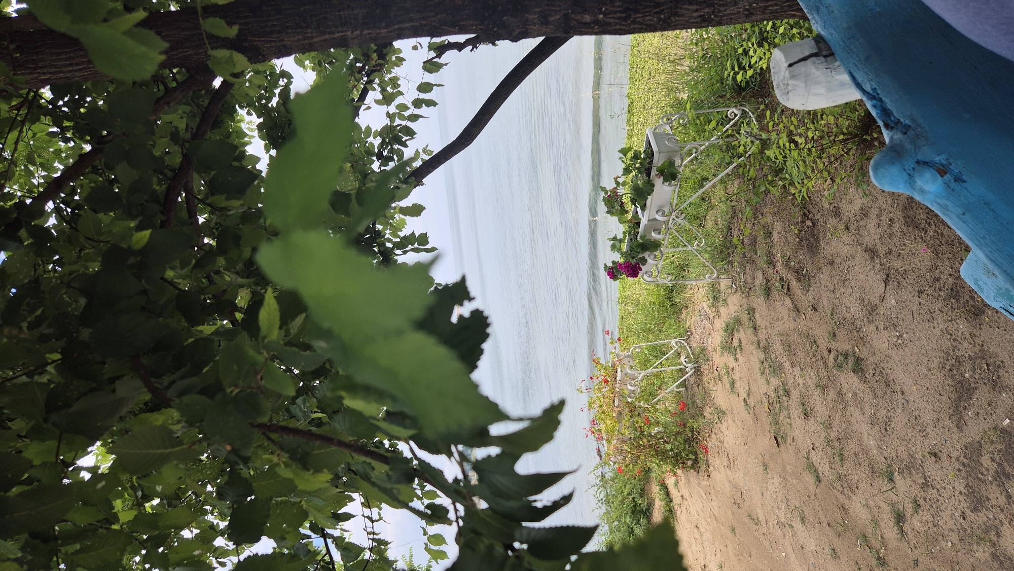 An outdoor, eye-level, medium shot captures a tranquil scene by the sea in Ravda, Bulgaria. The foreground is dominated by a sandy path, with sparse grass and foliage. A vibrant blue, rustic bench with visible wear and tear is positioned in the lower right, partially framing the view. Behind the path, two white decorative plant stands hold potted flowers. The left stand displays red flowers, while the right features pink and purple blooms. Lush green grass and other plants fill the space between the path and the sea. The mid-ground showcases the calm, blue sea under a hazy sky, with gentle waves lapping at the shore. The background is a soft horizon where the sea meets the sky. Overlooking the entire scene, from the upper portion of the frame, are the dark green leaves and branches of a tree, partially obscuring the view and adding a sense of depth. A thick tree trunk is visible on the right side of the image, adding to the natural ambiance. The overall atmosphere is serene and peaceful, evoking a sense of seaside relaxation.