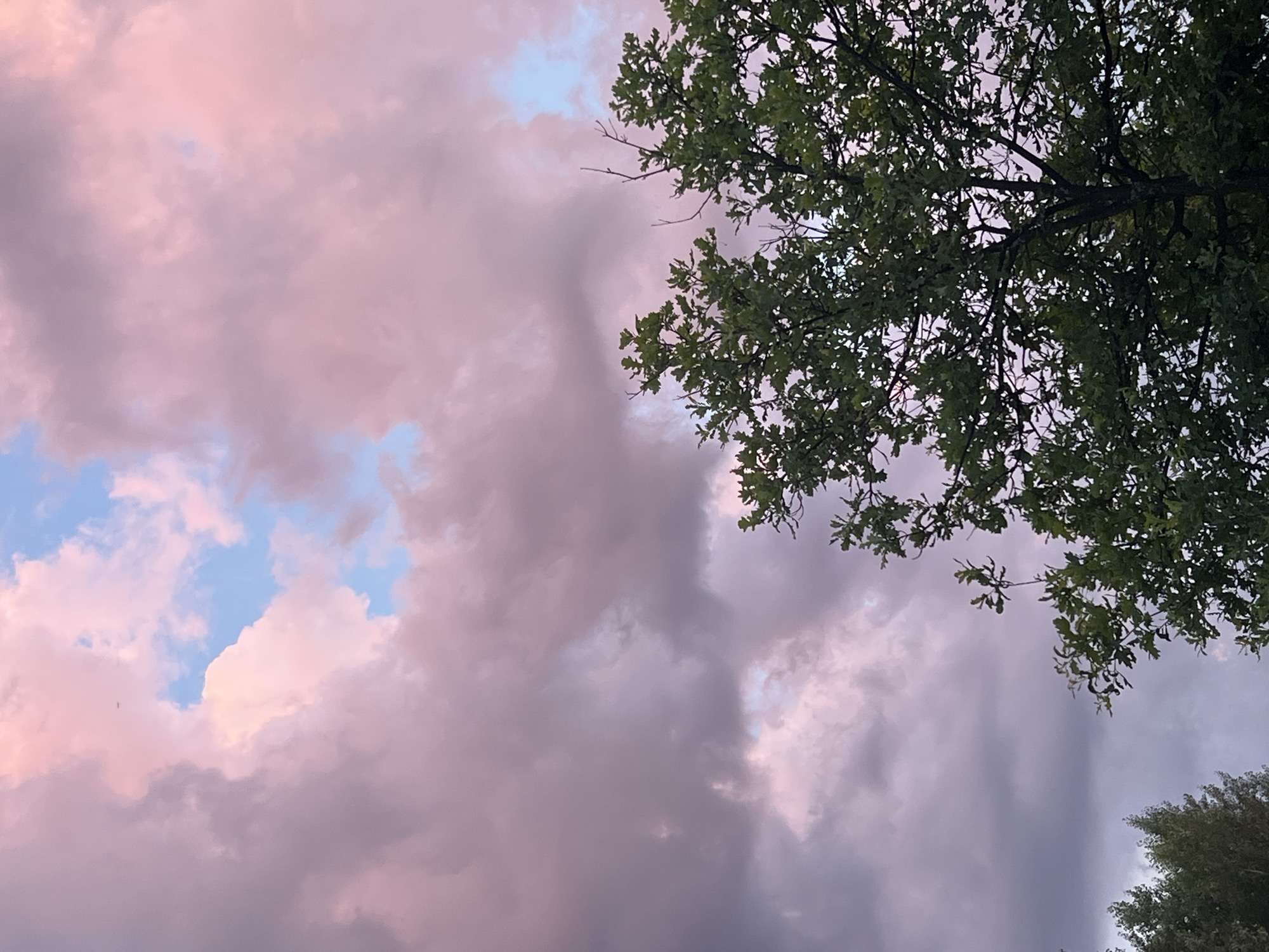 A low-angle shot captures a segment of a lush green tree in the foreground, with its branches extending upwards and out of frame. The tree is silhouetted against a sky filled with dramatic clouds tinged with pink and purple hues, characteristic of a sunset or sunrise. The sky is a mix of light blue and darker purples, with some lighter pink clouds scattered throughout. A small, dark object, possibly a bird or an insect, is visible in the upper left quadrant of the sky. The image is an outdoor scene, likely in a natural or semi-rural setting, possibly on the outskirts of Mochische, Russia, given the context. No people or specific urban structures are visible.