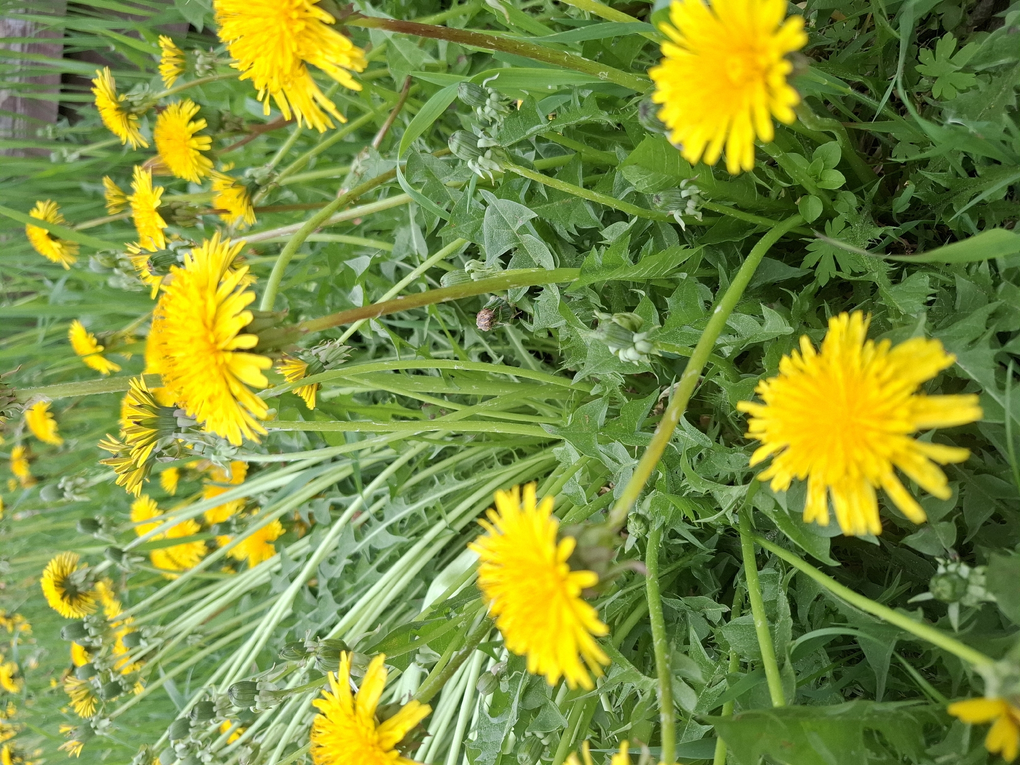 The image shows a close-up view of a field of dandelions in Sukhoy Ruchey, Russia. The dandelions are in various stages of development, with some in full bloom and others as unopened buds. The flowers are a vibrant yellow, and the green leaves and stems create a lush backdrop. The lighting suggests it is daytime, possibly late morning or early afternoon. There are no people or animals visible in the image. The overall impression is of a natural, outdoor scene.