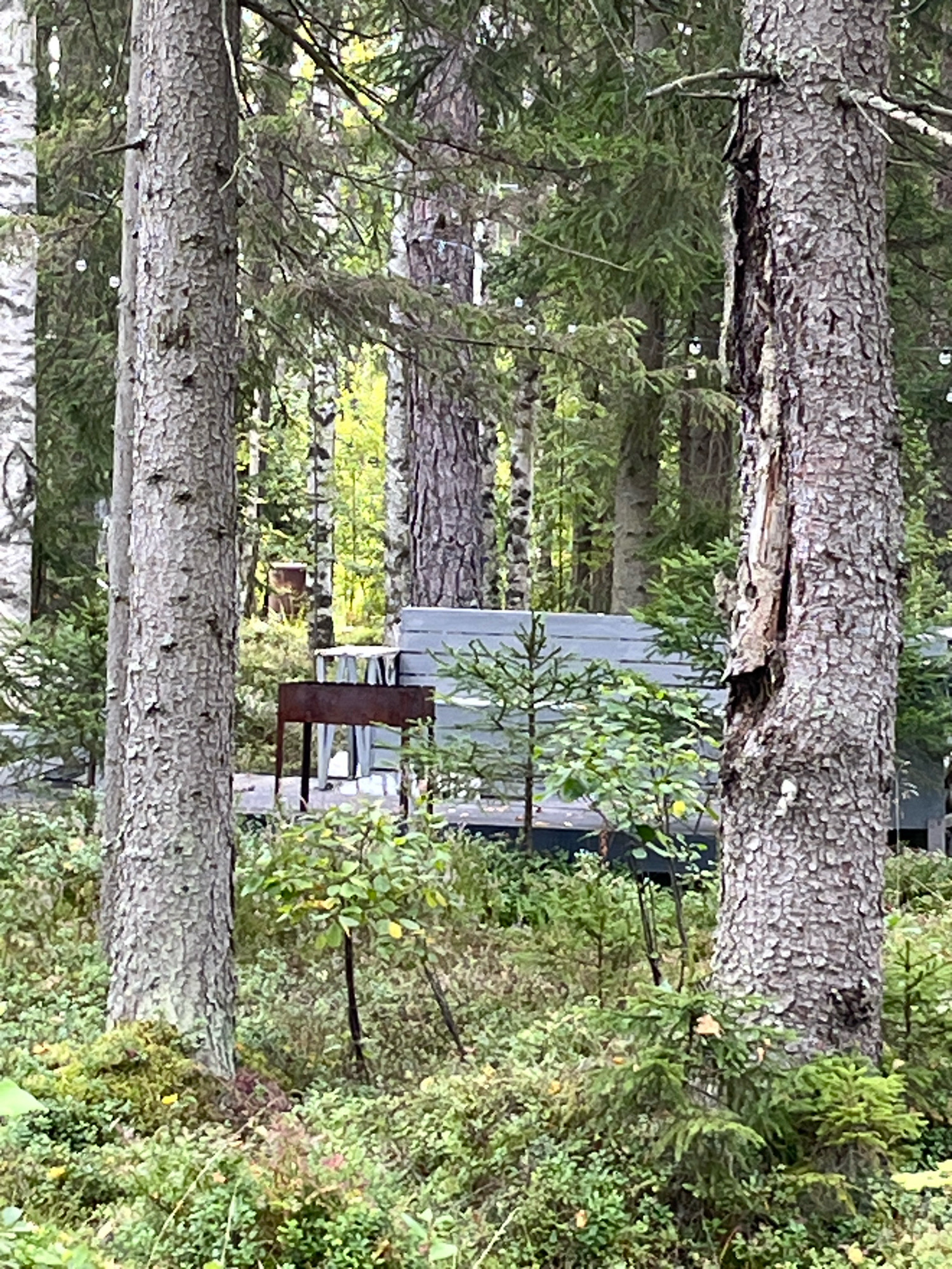 The image depicts a forest scene in Russia. In the foreground, the textured bark of a large tree is prominent on the left and right sides. The forest floor is covered in lush green moss and various low-lying plants. In the midground, a rusty barbecue grill stands on legs next to a low, grey structure. Beyond that, a dense forest of tall trees with green foliage creates a backdrop. The overall impression is of a natural, wooded area with some man-made elements introduced.