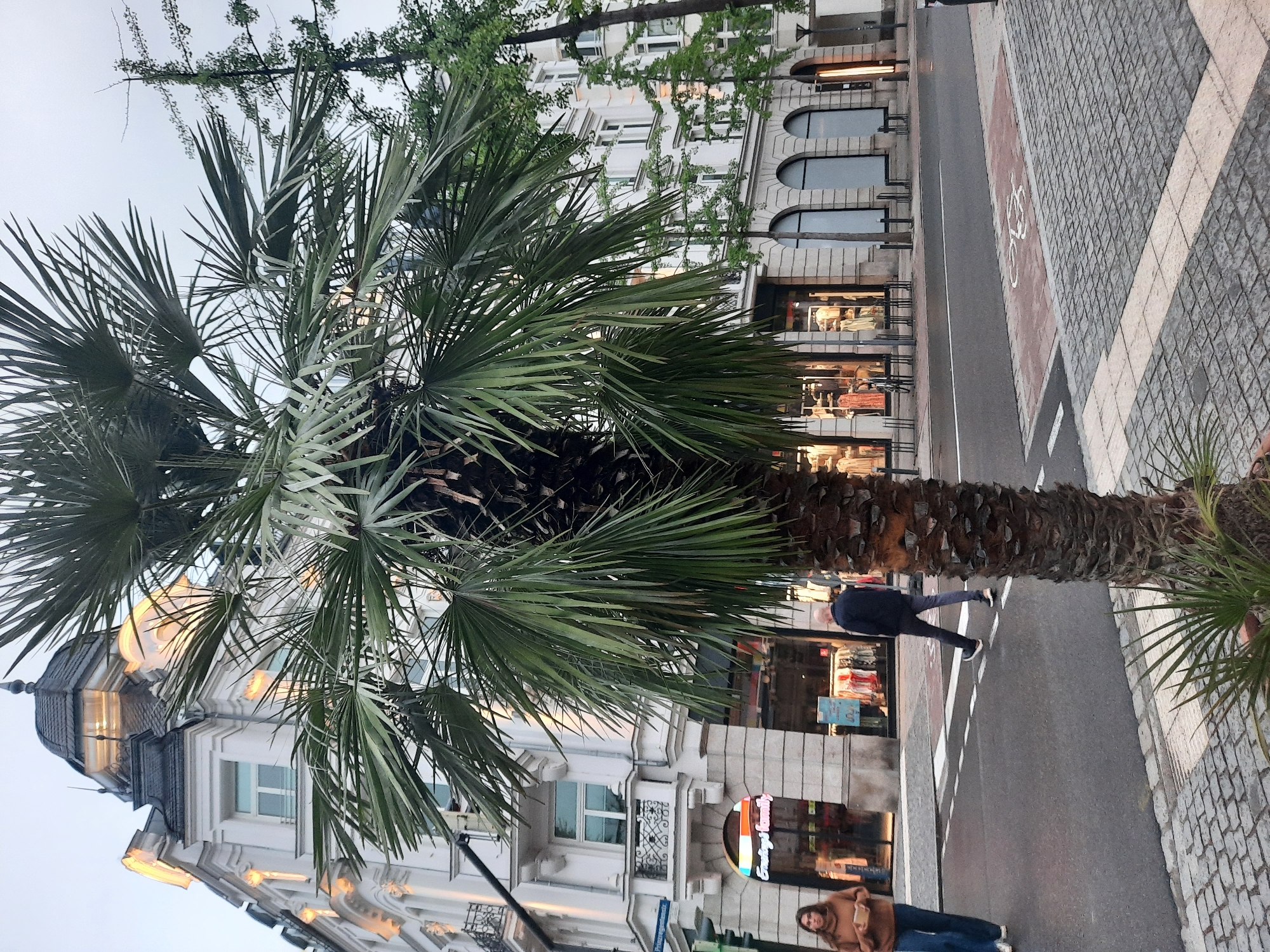 A palm tree stands in the foreground on a cobblestone sidewalk, partially obscuring a street scene in Rosenheim, Germany. Two individuals are crossing the street at a pedestrian crossing. A woman in a brown sweater and blue jeans walks from left to right, carrying a small box. A man in a dark jacket and grey trousers walks from right to left, slightly behind the woman.
The street is paved with asphalt and marked with white pedestrian crossing lines and a red rectangular area with a bicycle symbol, indicating a bike lane. The sidewalk is made of cobblestones.
In the background, a multi-story building with ornate architecture and white facades lines the street. The building features arched ground-floor windows and balconies on the upper floors. Shops with illuminated windows are visible at street level. The sky is overcast. The overall scene depicts an urban environment on a cloudy day.