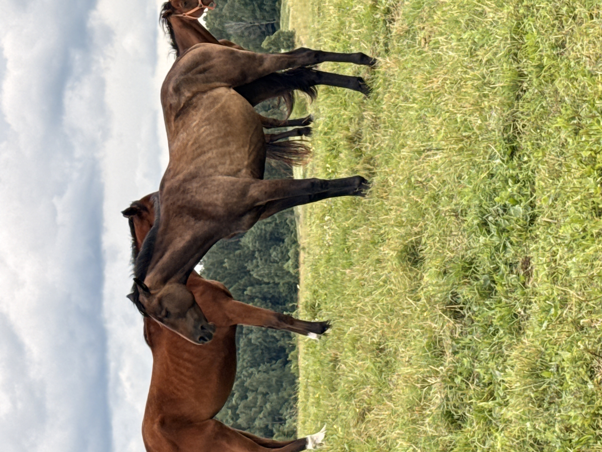 Three horses are in a grassy field under a cloudy sky. The horses are positioned vertically in the image. One horse, predominantly dark brown, is in the foreground, standing on its hind legs and looking down. Another horse, a lighter brown, is beneath it, also with its head down. A third, darker brown horse, is behind and above these two, with its hind legs in the air. The horses appear to be interacting or playing. The background consists of a line of green trees and a vast expanse of sky with scattered clouds. The setting is a rural outdoor environment, likely a pasture or meadow, during the daytime with overcast weather. The scene conveys a sense of natural movement and interaction among the animals. No visible text is present in the image.