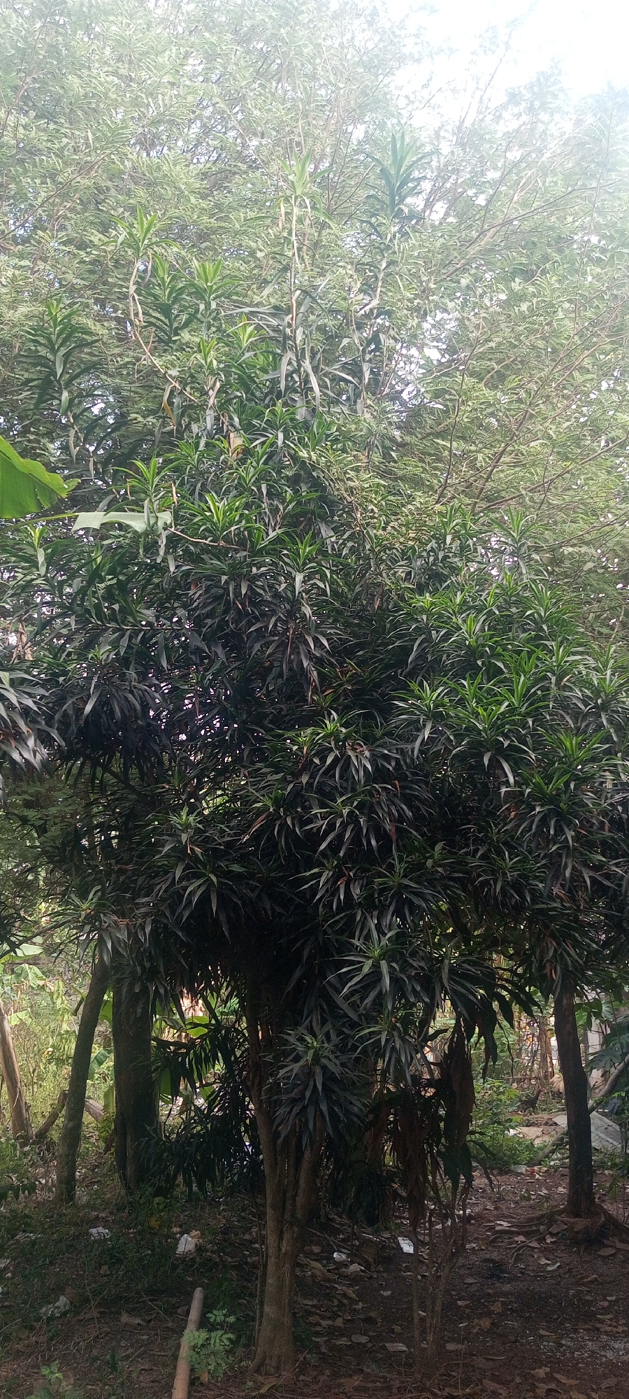 The image shows a dense, multi-branched tree with dark green, lance-shaped leaves. The tree is in a naturalistic setting, with other foliage and trees visible in the background and around its base. The ground beneath the tree is covered in dry leaves, dirt, and some scattered white debris, suggesting an outdoor, possibly unkempt, environment. The lighting suggests it is daytime, with the sky appearing bright and possibly overcast. There are no people or animals visible in the image. The scene appears to be located in an outdoor area with vegetation, consistent with a tropical or subtropical climate. The image's context places it in Taman Rahayu, Indonesia, which aligns with a lush, vegetated environment.