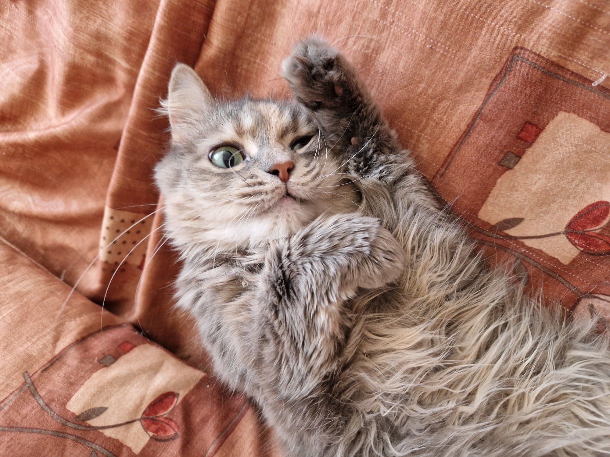 A fluffy gray cat with green eyes is lying on a bed with a patterned comforter. The cat is on its back with its paws in the air. The comforter is a muted orange color with a pattern of abstract floral designs in brown and red. The lighting suggests an indoor setting, possibly a bedroom. No location in Lovech, Bulgaria can be determined from the image.