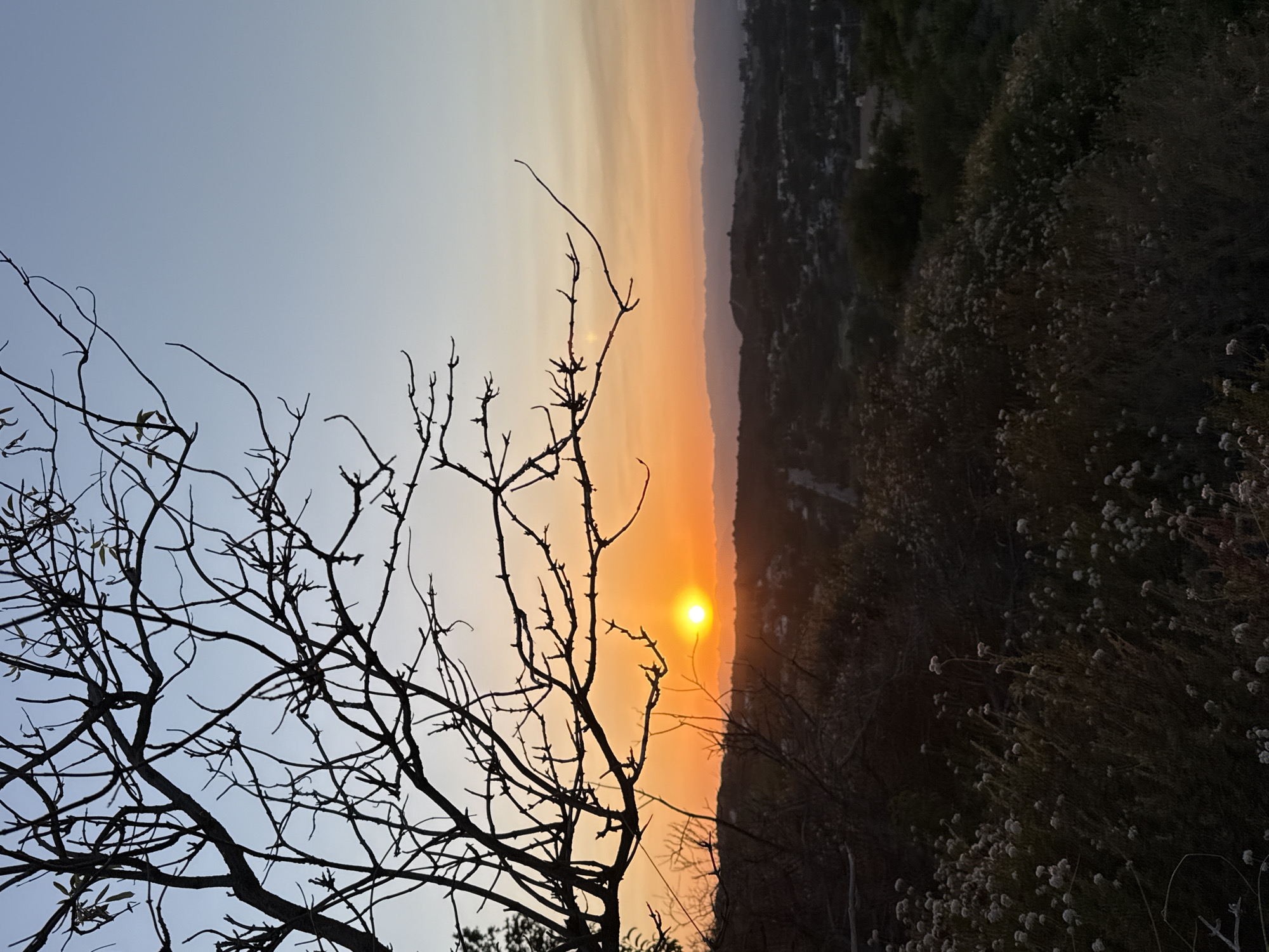 A sunset is captured from a hillside overlooking a suburban area in Los Angeles, California. The foreground is dominated by a silhouette of a leafless tree with thorny branches, positioned on the left side of the frame. Below the tree, a dense patch of small, white flowers and dry brush creates a textured ground cover. The middle ground shows a distant view of rolling hills, dotted with houses and illuminated by the warm glow of the setting sun. A road is visible winding through the landscape. The sky transitions from a clear, pale blue at the top to vibrant orange and yellow hues near the horizon, indicating the sun has just set or is about to set. The overall scene is serene, with a natural, undeveloped feel in the immediate foreground contrasting with the developed residential area in the distance.