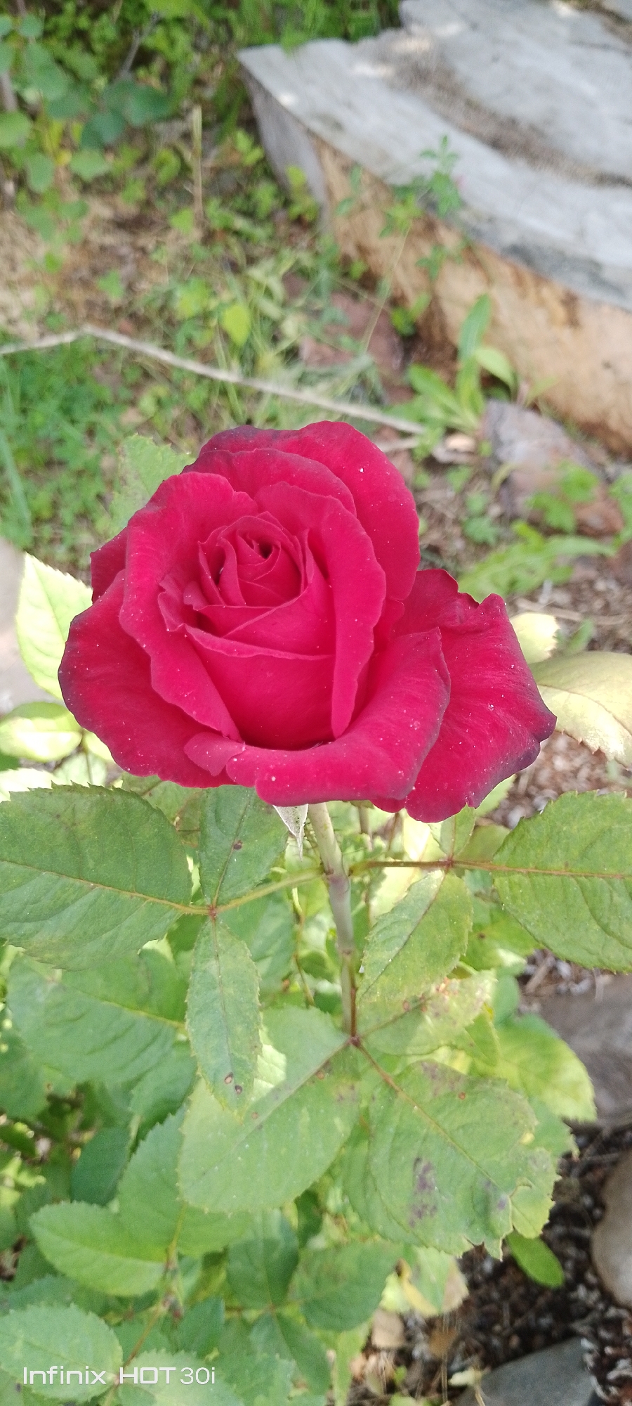 A close-up shot focuses on a single, vibrant red rose in bloom. The rose's petals are tightly furled in the center, gradually unfurling outwards, revealing a velvety texture. The background is softly blurred, with hints of green foliage and what appear to be weathered wooden planks or stones, suggesting an outdoor setting. The lighting highlights the rich color of the rose and the delicate details of its petals. A watermark at the bottom of the image reads "Infinix HOT 30i."
The image does not contain any explicit geographical markers or elements that would allow for a specific location within the city of Kedrovy, Russia, or any other city to be identified.