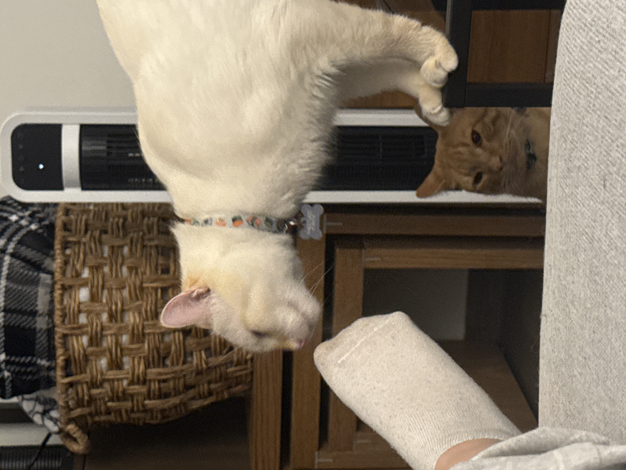 The image shows two cats, one white and one orange. The white cat is upside down, its head near a person's sock-covered foot. The orange cat is peeking out from behind a wooden structure. A wicker basket and a white electronic device are visible in the background. The setting appears to be indoors. There is no evidence to indicate that this image was taken in Mexico City, Mexico.