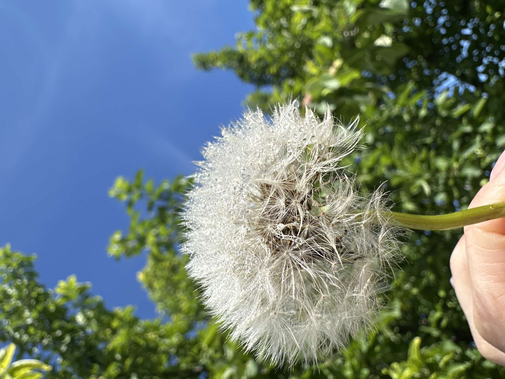 In Yaroslavka, Russia, a close-up, low-angle shot captures a dew-covered dandelion head being held by a person's fingers, against a backdrop of lush green foliage and a clear blue sky. The dandelion, a fluffy white sphere, is adorned with numerous tiny water droplets that glisten in the sunlight. The person's hand, visible at the bottom of the frame, appears to be gently cupping the stem of the dandelion. The background is softly blurred, with the vibrant green of trees and the bright blue of the sky creating a serene natural setting.