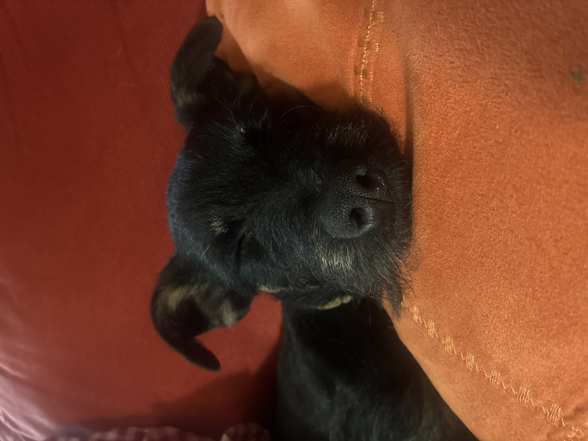 A black dog is sleeping on red and orange fabric. The dog's nose is prominently visible. The location is unknown and cannot be determined from the image.