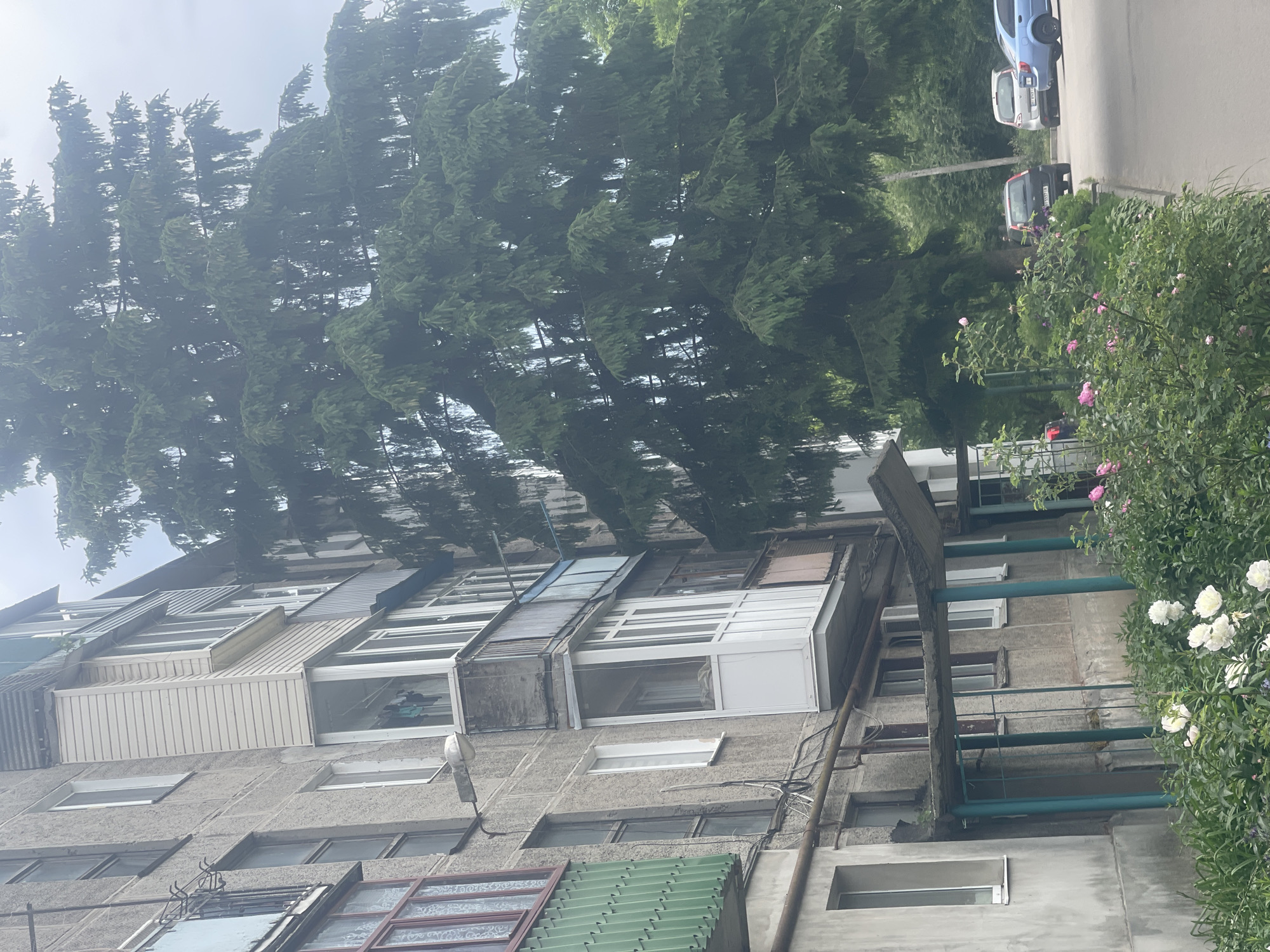 This image captures an outdoor scene in the city of Unknown, Unknown, featuring a multi-story residential building, a large evergreen tree, and a paved street with parked vehicles. The building, visible on the left, has a gray, textured facade exhibiting wear. It features various window styles and modified balconies/loggias, including an enclosed loggia with green corrugated siding, a projecting white-paneled loggia on a mid-level floor, and an older balcony above it where clothes are drying. Exposed utility pipes run along the lower section, and a street light fixture extends from the facade. The foreground reveals a garden bed with blooming white peonies and pink roses. Dominating the center-right is a large, dense conifer tree with pendulous branches, partially obscuring the sky. To the right, a paved road contains three parked vehicles: a black SUV (license plate 0 5557 IB), a silver car (license plate 00 8197 XA), and a light blue sedan. The background shows additional trees and dense foliage, along with a utility pole. The scene is illuminated by diffused, hazy daylight, indicative of an overcast sky. No individuals are visible.