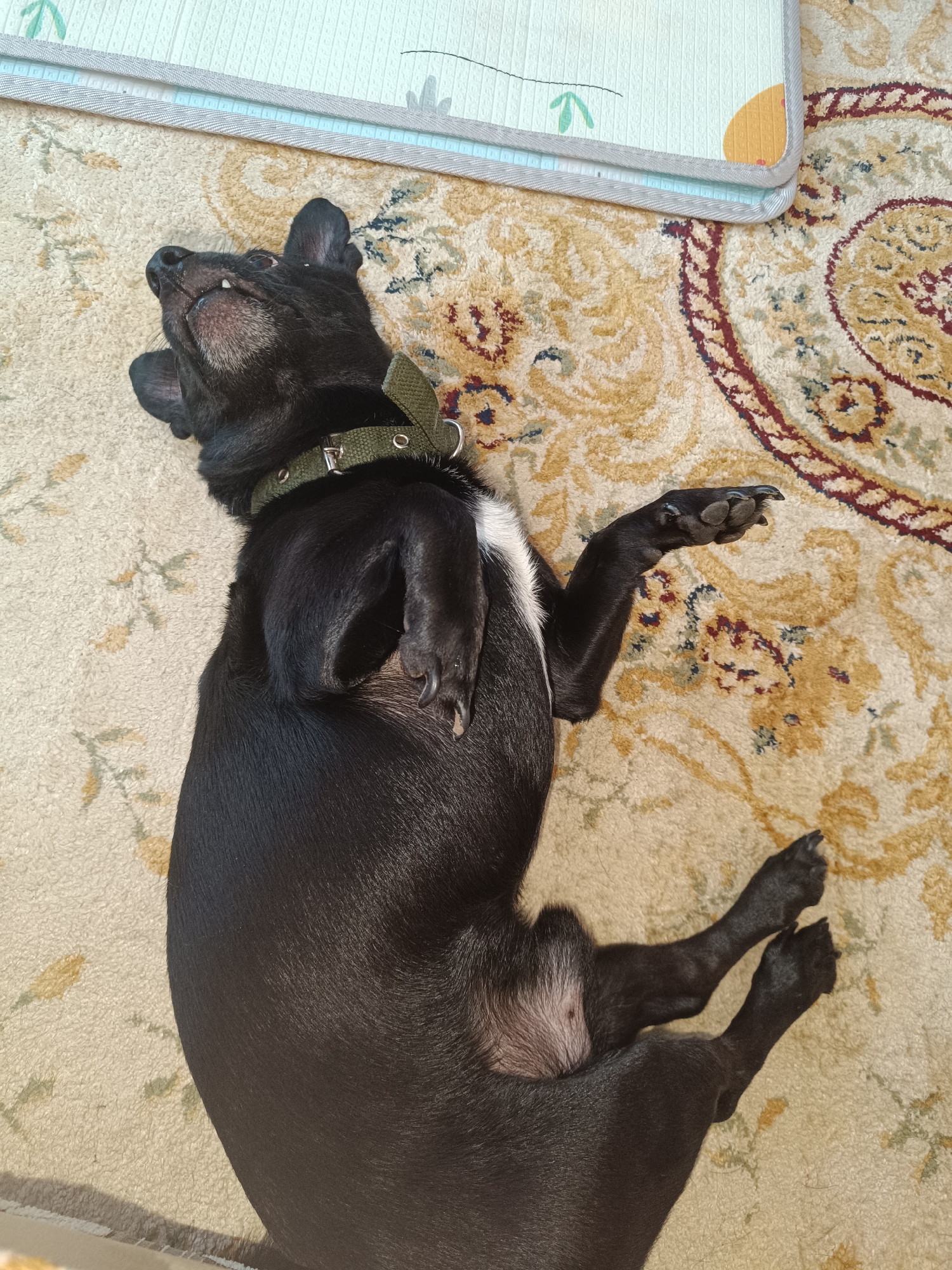 A black, short-haired dog is depicted lying on its back on an intricately patterned carpet. The dog's fur is predominantly black, with a patch of white visible on its chest and belly. It is wearing a military-green fabric collar with silver-toned eyelets. Its head is slightly tilted, with its mouth partially open, revealing several lower teeth and an undershot jaw. All four paws are raised upwards, and the claws are visible. The dog's posture suggests a state of relaxation or sleep. The carpet features a repeating ornamental design in shades of beige, gold, and maroon. To the upper left of the dog, the edge of a lighter, textured mat or rug is visible, displaying faint, stylized green arrow and orange circular patterns. The scene is indoors and well-lit. There are no discernible visual elements within the image that specifically indicate the location is the city of Tobolsk, Russia.