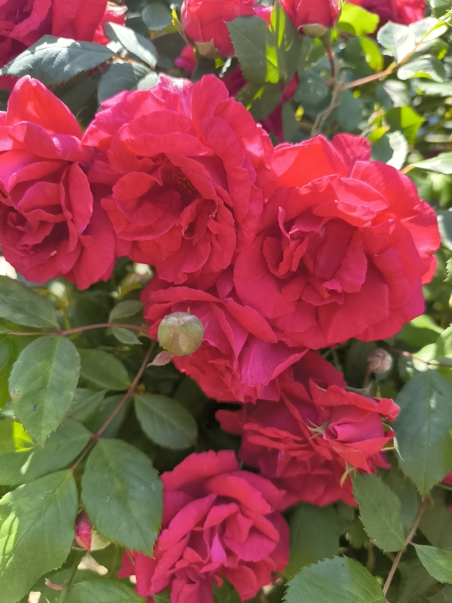 The image shows a close-up of red roses and green leaves. The roses are in full bloom, with multiple layers of petals. An unopened bud is also visible. The background consists of more leaves and hints of other flowers. The location is Priseltsi, Bulgaria. No people are visible in the image.