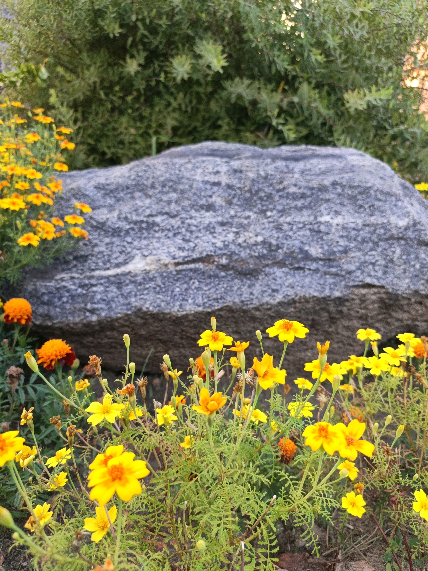A close-up, low-angle outdoor shot focuses on a bed of bright yellow and orange marigolds in the foreground, with a large, textured gray boulder serving as the central element behind them. Lush green foliage forms the backdrop, with hints of sunlight filtering through, suggesting a natural or garden setting. The image is detailed and sharp, highlighting the delicate petals of the flowers and the rough surface of the rock. The specific location is not determinable from the image.