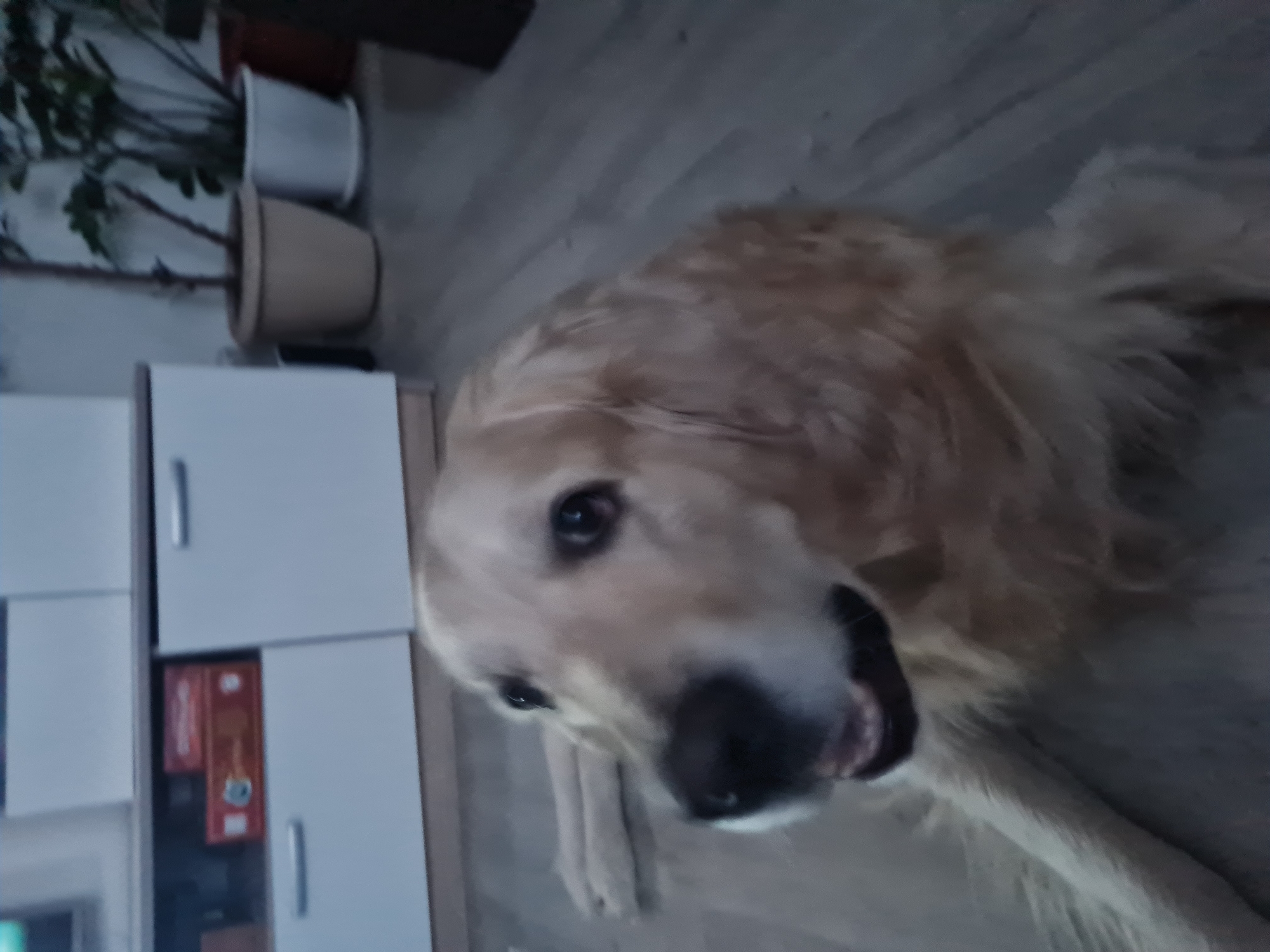 The image captures a light golden-haired Golden Retriever dog lying on a light-colored wooden laminate floor inside a residence in Chaikovsky, Russia. The dog occupies the foreground, positioned slightly left of center, with its head turned to face the viewer. Its dark eyes are open, its black nose is prominent, and its mouth is slightly ajar, revealing some teeth. Its front paws are extended forward on the floor. In the background to the left, a white modular cabinet or TV stand is visible, featuring multiple compartments and silver-toned handles. One open shelf contains two stacked red-orange boxes. To the right background, several potted plants are arranged on the floor; one plant is in a light brown pot, another in a white pot, and a third in a reddish-brown pot is partially visible on the far right. The scene is illuminated by dim, ambient indoor light.