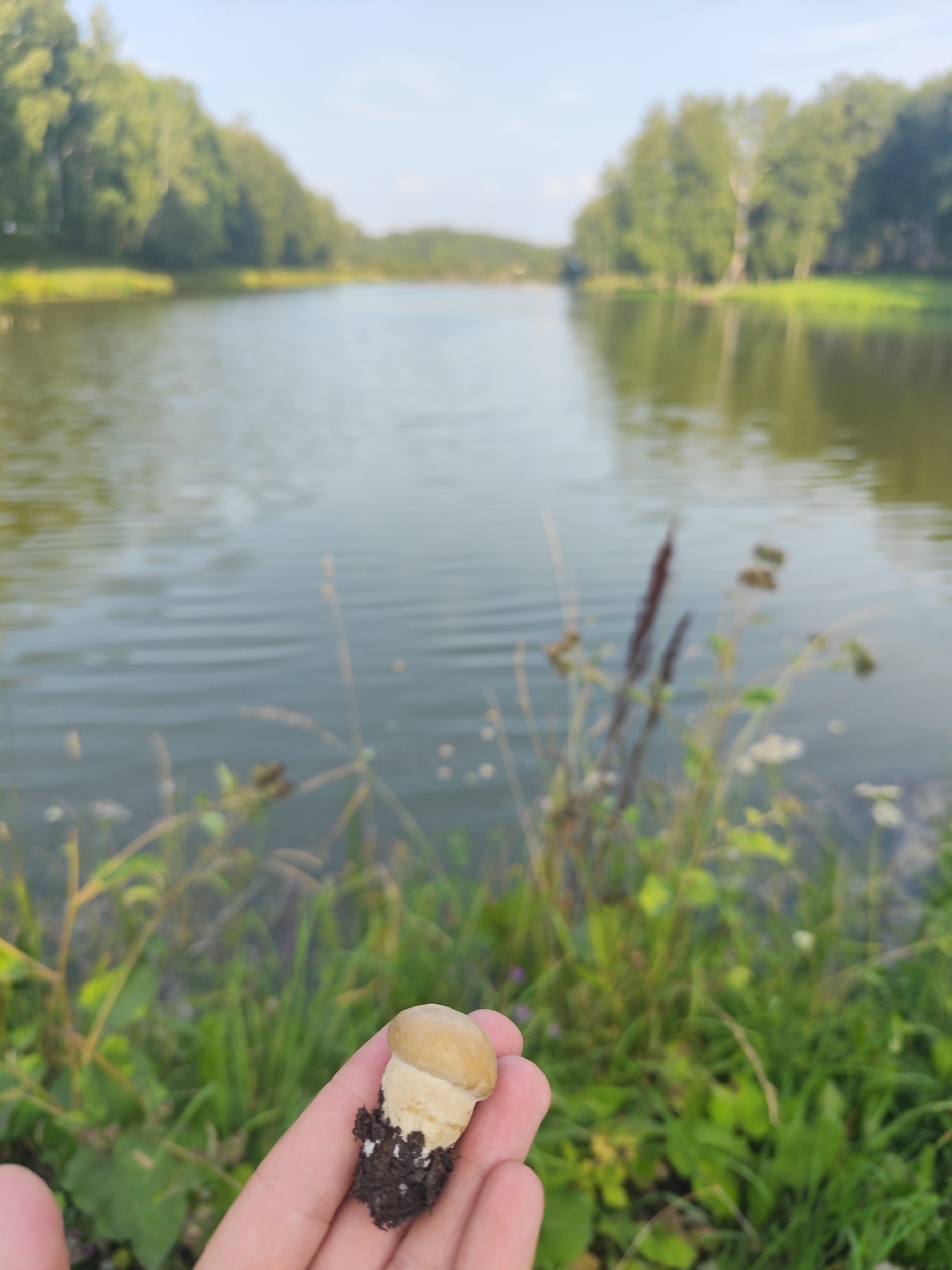 A hand holds a small, light brown mushroom with a thick white stem, partially covered in dark soil, in the foreground. The mushroom is positioned over a body of water that is reflecting the trees and sky. The water is calm with ripples. The background shows a lush green shoreline with tall grass and a few small white flowers. Beyond the shoreline, there is a dense line of trees. The sky is a clear, light blue. The scene appears to be a natural outdoor setting, possibly a park or a natural reserve, given the presence of a lake and abundant vegetation. The overall mood is peaceful and serene.