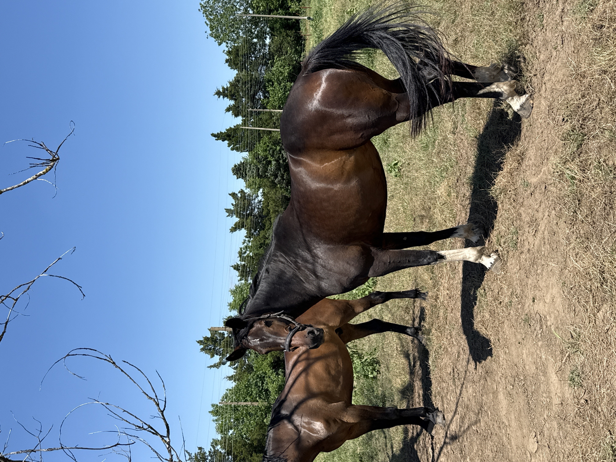 The image depicts a rural outdoor scene in Slavovitsa, Bulgaria, featuring two equine subjects under a clear blue sky. In the foreground, a dark brown (bay) horse stands on the right, oriented slightly left, observing the viewer. This horse exhibits white markings on its lower legs and hooves, possesses a dark mane and tail, and wears a dark-colored halter. Its coat appears well-groomed and glossy. Partially obscured behind and to the left of the foreground horse, a second, lighter brown horse is visible, also wearing a dark halter and facing generally forward. The immediate ground consists of dry, sparse grass and exposed dirt, with distinct, dark shadows cast by the horses, indicating direct overhead sunlight. Barren, leafless tree branches are present in the upper left and upper right portions of the frame. The middle ground features a dense treeline composed of green conifer-like and deciduous trees, with utility poles and lines running horizontally above them. The background is a clear, unobstructed blue sky. No human presence is observed.