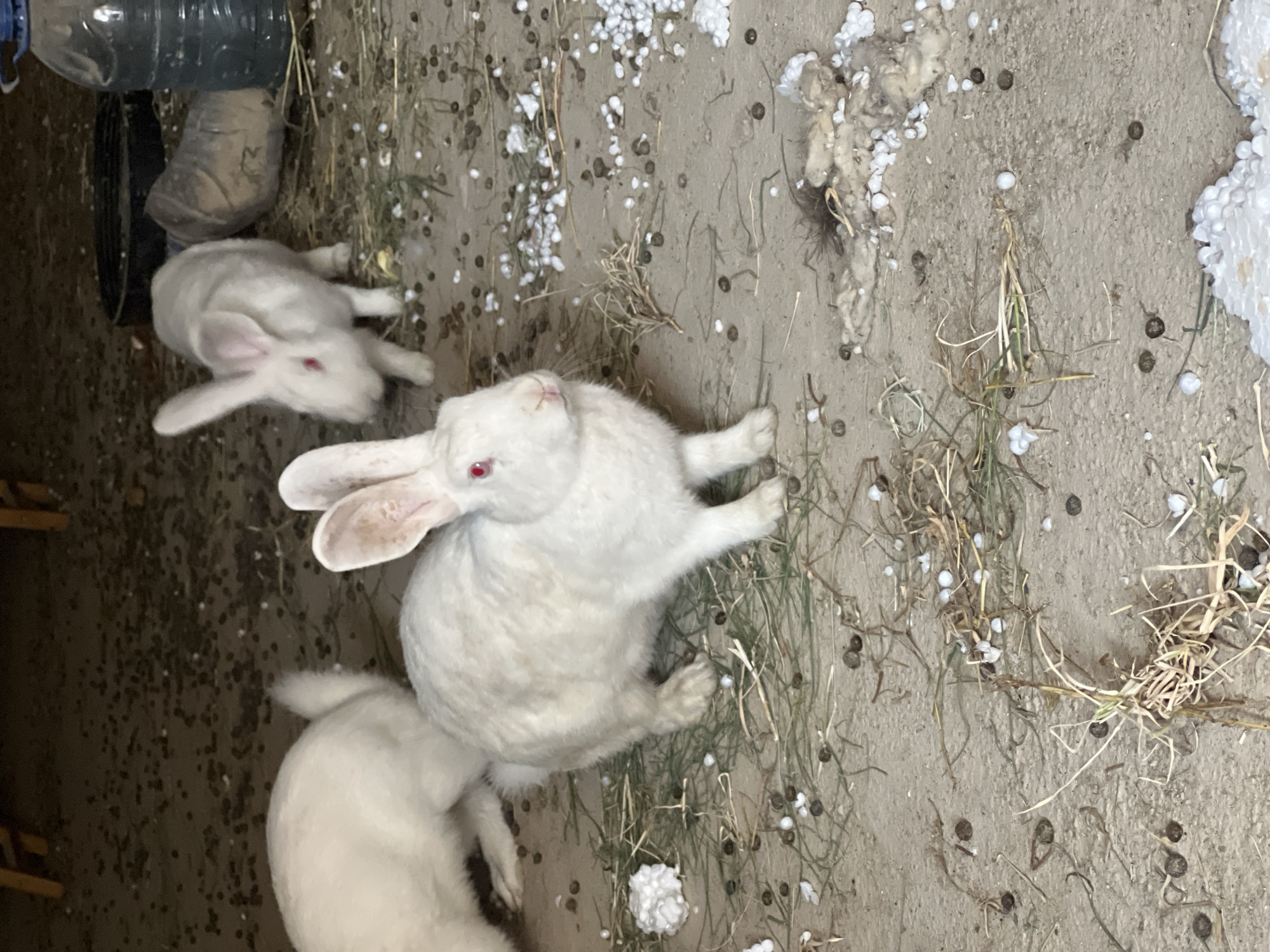The image shows a group of white rabbits in what appears to be an outdoor enclosure, possibly a backyard or farm area. The ground is a mix of dirt, straw, and scattered white pellets, which could be animal feed or bedding. In the background, a large plastic bottle of water and a black plastic ring are visible. The rabbits have red eyes, indicative of their albino coloring. One rabbit in the foreground is looking towards the camera, while another is in the mid-ground. A third rabbit is partially visible on the left side of the image. The overall lighting suggests it might be evening or early morning, with artificial light sources likely contributing to the illumination. The environment appears somewhat rustic and unkempt. There are no people or vehicles visible in the image, and no specific landmarks to pinpoint a location within Karamanas, Uzbekistan.