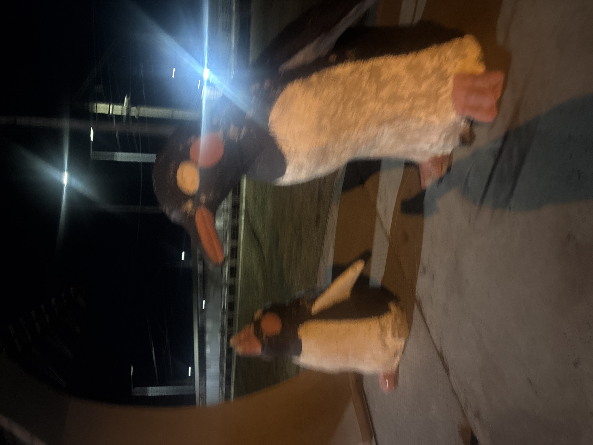 Two penguin statues are placed on a paved surface. The statues are black and white. The background includes what appears to be a building structure with some lighting. Given the location, this might be in Krasnoyarsk, Russia.