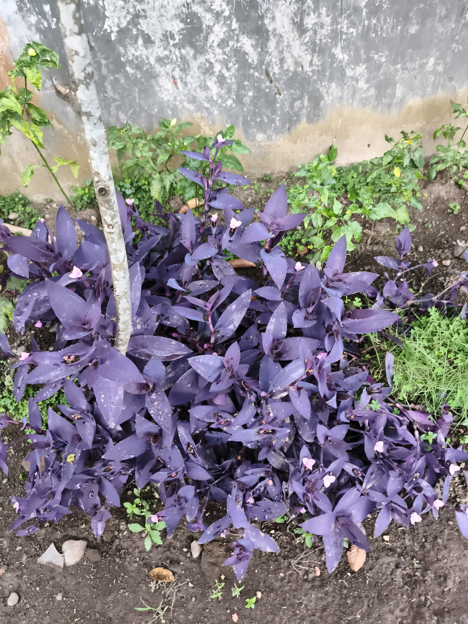 A low-angle, full shot captures a patch of vibrant purple heart plants (Tradescantia pallida) growing in the soil in front of a textured, weathered concrete wall. The wall is a mottled grey and tan, with streaks of darker grey and white paint. The plants' deep purple, lance-shaped leaves are wet, indicating recent rain or watering, and some small, delicate pink flowers are visible among the foliage. A slender, light-colored tree trunk is positioned slightly left of the center of the image, partially obscured by the plants. To the right and behind the purple heart plants, a cluster of smaller, green plants and grass can be seen, also appearing damp. The ground is dark, moist soil with scattered small stones and dried leaves. The scene is likely an outdoor garden or yard in Kaligondo, Indonesia, given the presence of lush vegetation and the characteristic style of building materials often found in the region. There are no people or animals visible in the image.