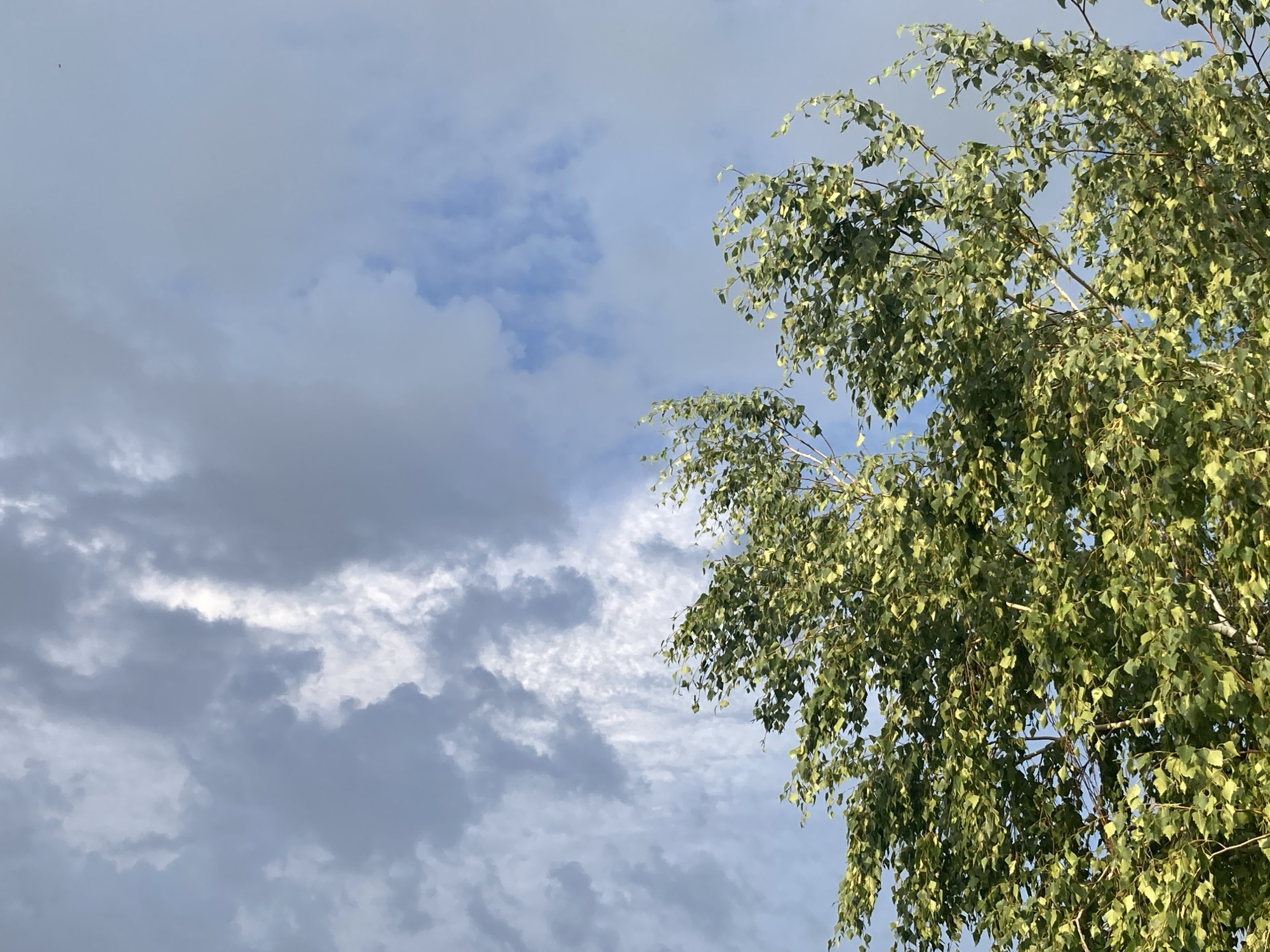 The image depicts a natural scene featuring a birch tree with lush green leaves against a cloudy sky. The right side of the frame is dominated by the tree's branches and foliage, which are illuminated by sunlight, creating a dappled effect. The left side of the image shows a sky filled with various cloud formations, ranging from dark, heavy masses to lighter, wispy clouds. The lighting suggests it is daytime, possibly late afternoon or early morning, given the contrast between light and shadow. The scene appears to be outdoors in an area with natural vegetation, such as a park or a forest edge, located in or near Rakity, Russia. No people or specific man-made structures are visible in the frame.