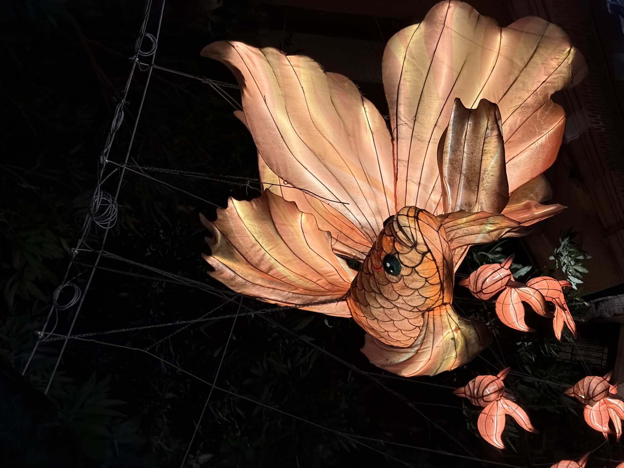 An illuminated fish lantern, shaped like a betta fish with large, flowing fins, hangs suspended in the dark. The lantern is predominantly orange and pink, with a detailed scale pattern on its body and intricate vein-like lines on its fins. Its eyes are dark green with red pupils, and its mouth is slightly open. Below the large fish lantern, several smaller, similarly shaped fish lanterns are also hanging. These smaller lanterns are a vibrant coral color and appear to be clustered together. The lanterns are illuminated from within, casting a warm glow. The background is dark, with the silhouettes of leaves from unseen trees and what appears to be some overhead wires and chains used to suspend the lanterns. The scene is likely part of an outdoor night-time festival or display, possibly in Chancheng District, China, given the typical style of such lanterns. There are no people visible in the image.