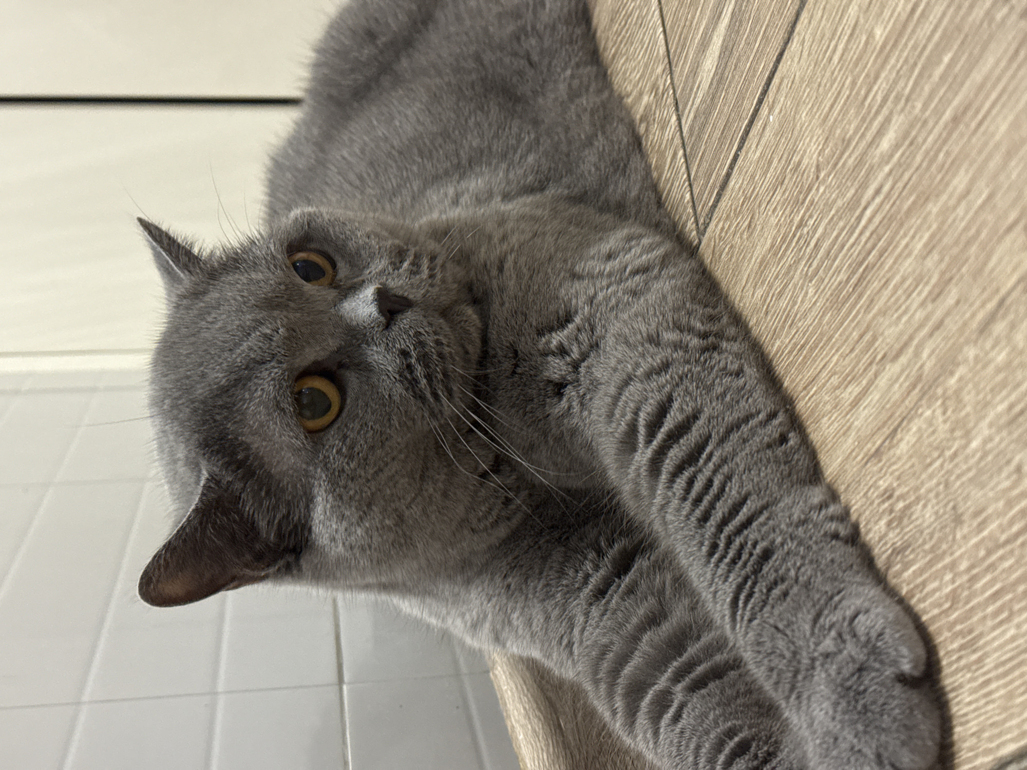 The image shows a close-up, eye-level view of a British Shorthair cat lying on a wooden floor. The cat is facing to the right of the frame, with its body extending out of view. Its fur is a solid grey color, and its eyes are a bright amber hue. The background consists of a white tiled wall on the left and a light-colored wall or door on the right. The lighting is soft and even, creating a calm atmosphere. No specific location within Sovkhoza imeni Lenina, Russia, can be identified from the provided image.