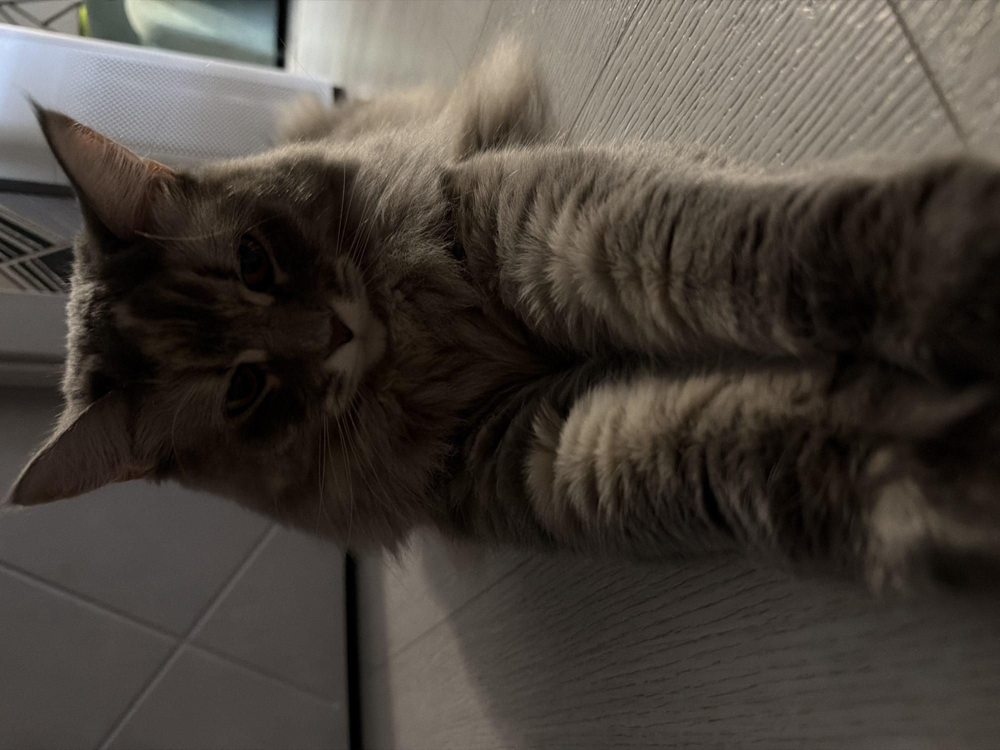 The image captures a close-up, low-angle view of a fluffy, grey tabby cat lying down, its body stretched out horizontally across a light-colored, wood-grain floor. The cat's head is positioned on the left side of the frame, facing slightly towards the camera. Its eyes are open and dark, and its ears are pointed upwards. The cat's front paws are extended forward, resting close together in the center of the frame, with one paw slightly obscuring the other. The cat's fur appears soft and long, with visible tabby markings on its face and body.
The background on the left includes a white, textured object that appears to be a plastic storage bin, and a glimpse of a tiled surface. The right side of the image is dominated by the wood-grain floor, which has a light, greyish-brown tone and a visible linear pattern. The lighting in the image is dim, suggesting it might be nighttime or a dimly lit indoor environment. There is a subtle shadow cast across the floor from the cat. The overall mood is relaxed and intimate, capturing a moment of repose for the feline. No text is visible in the image.