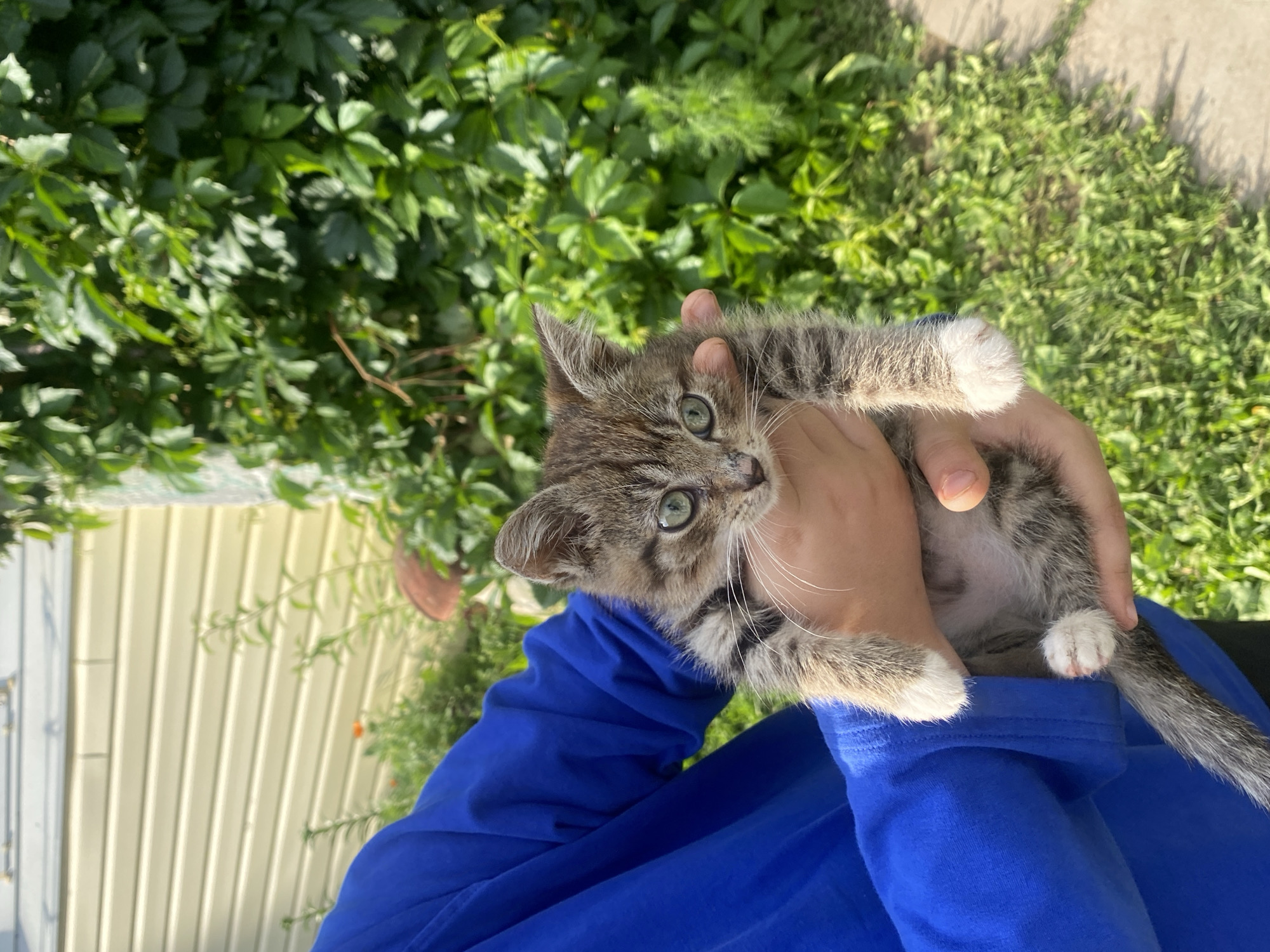 A person wearing a blue hooded sweatshirt is holding a tabby kitten with green eyes. The kitten is facing the camera and has white paws. The background consists of a light-colored building and lush green foliage. The scene appears to be outdoors, possibly in a residential area. The location is identified as Vas'yata, Russia.