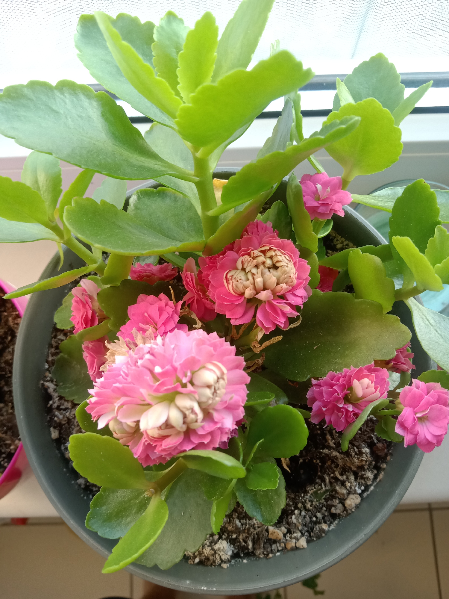 This is a top-down, close-up photograph of a flowering Kalanchoe plant in a dark gray pot. The plant has numerous thick, green, succulent leaves with scalloped edges. Several clusters of small, double-petaled pink flowers are in bloom, with some flowers appearing more mature and slightly dried out. The soil in the pot is visible and appears dry with some small pebbles. The plant is placed on what looks like a windowsill, with a light-colored, textured surface (possibly a blind or screen) in the background, suggesting the photo was taken indoors near a window. The lighting suggests it might be daytime, possibly morning or afternoon, given the brightness and the lack of harsh shadows. There is no visible text in the image. The setting appears to be domestic, likely a home or apartment in Kielce, Poland, given the location context provided.