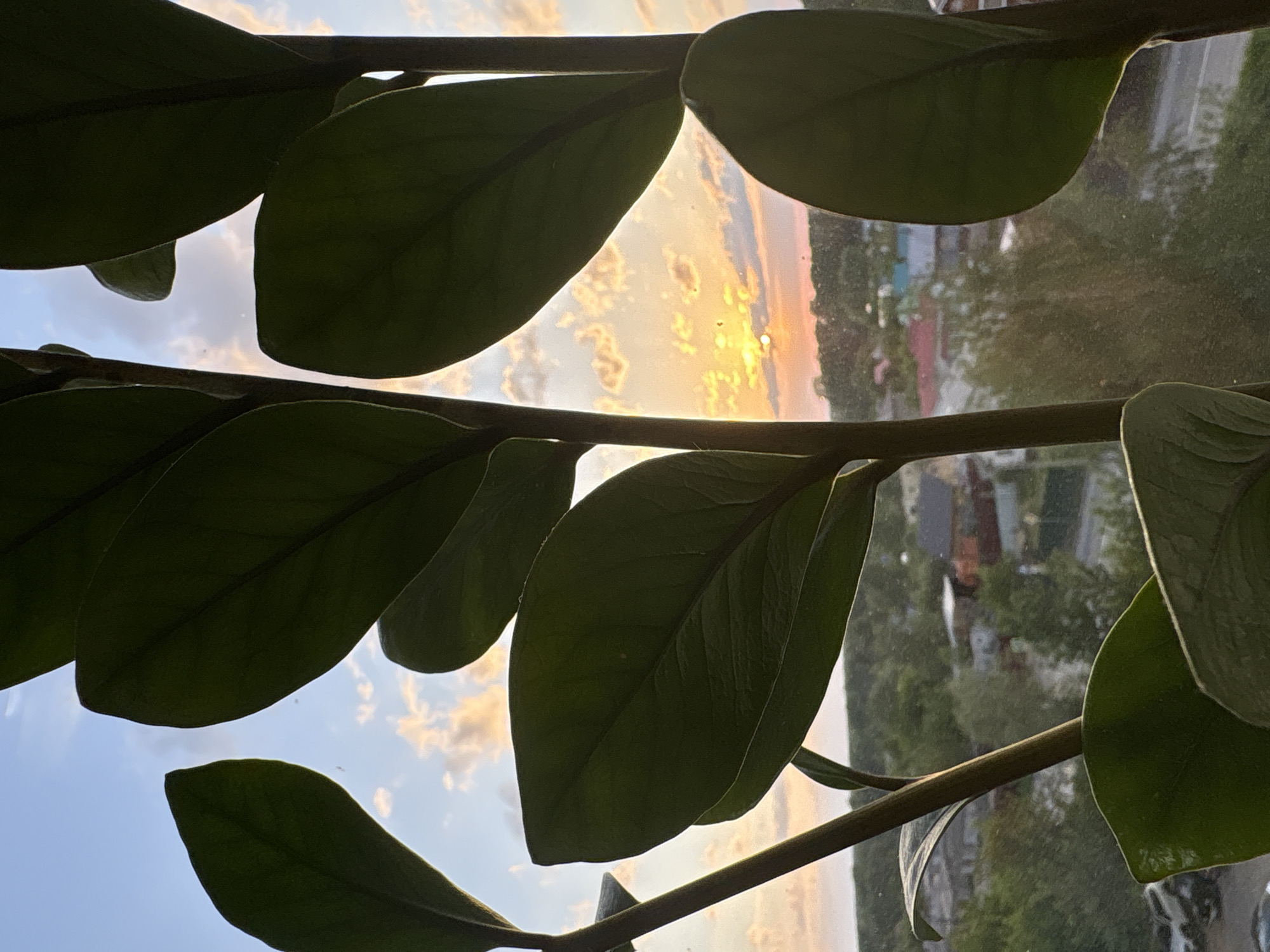 The image shows a close-up view of a ZZ plant with its leaves obscuring the view from a window. Through the gaps between the leaves, a sunset is visible with colors ranging from blue to yellow to pink. The silhouette of buildings and trees can be seen, indicating an urban environment. Based on the context of the city Chaikovsky, Russia, the location is within the city limits, potentially overlooking a residential or commercial area. The room appears to be indoors, as evidenced by the presence of the plant near the window. There are no people visible in the frame.