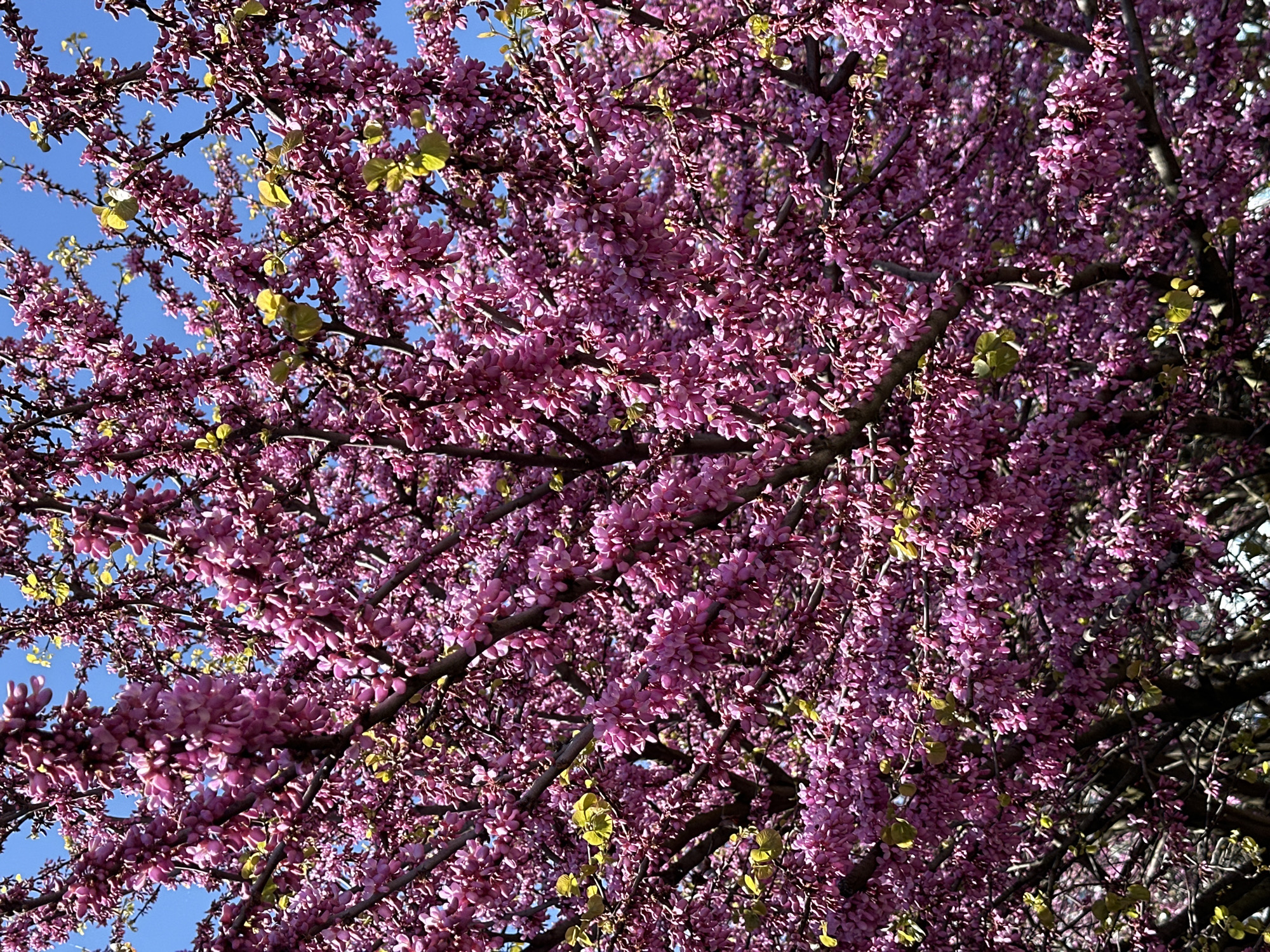 The image shows a tree densely covered in pink flowers against a clear blue sky. The tree's branches are visible through the blossoms. A few small, light green leaves are scattered amongst the flowers. The location is unspecified, and there is no indication of the city of Sirius, Russia, or any people, actions, or interactions in the image.