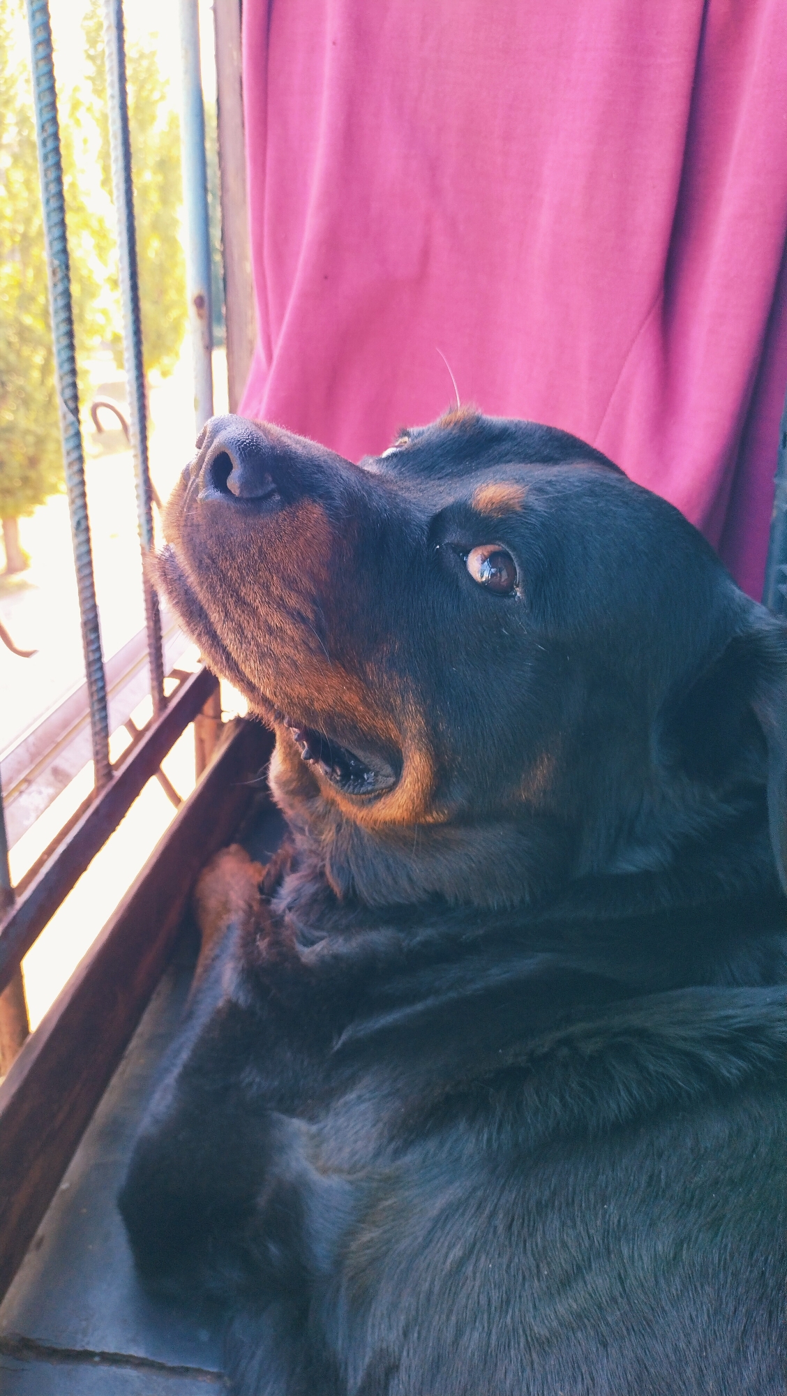 A rottweiler dog with black and tan markings is looking upwards and to the left, with its mouth slightly open. The dog is positioned in the foreground, with its head and upper body visible. Behind the dog, a pink curtain is draped, and to the left, a metal railing is present, with blurred trees and sunlight visible through it. The scene appears to be outdoors, possibly on a balcony or near a window.