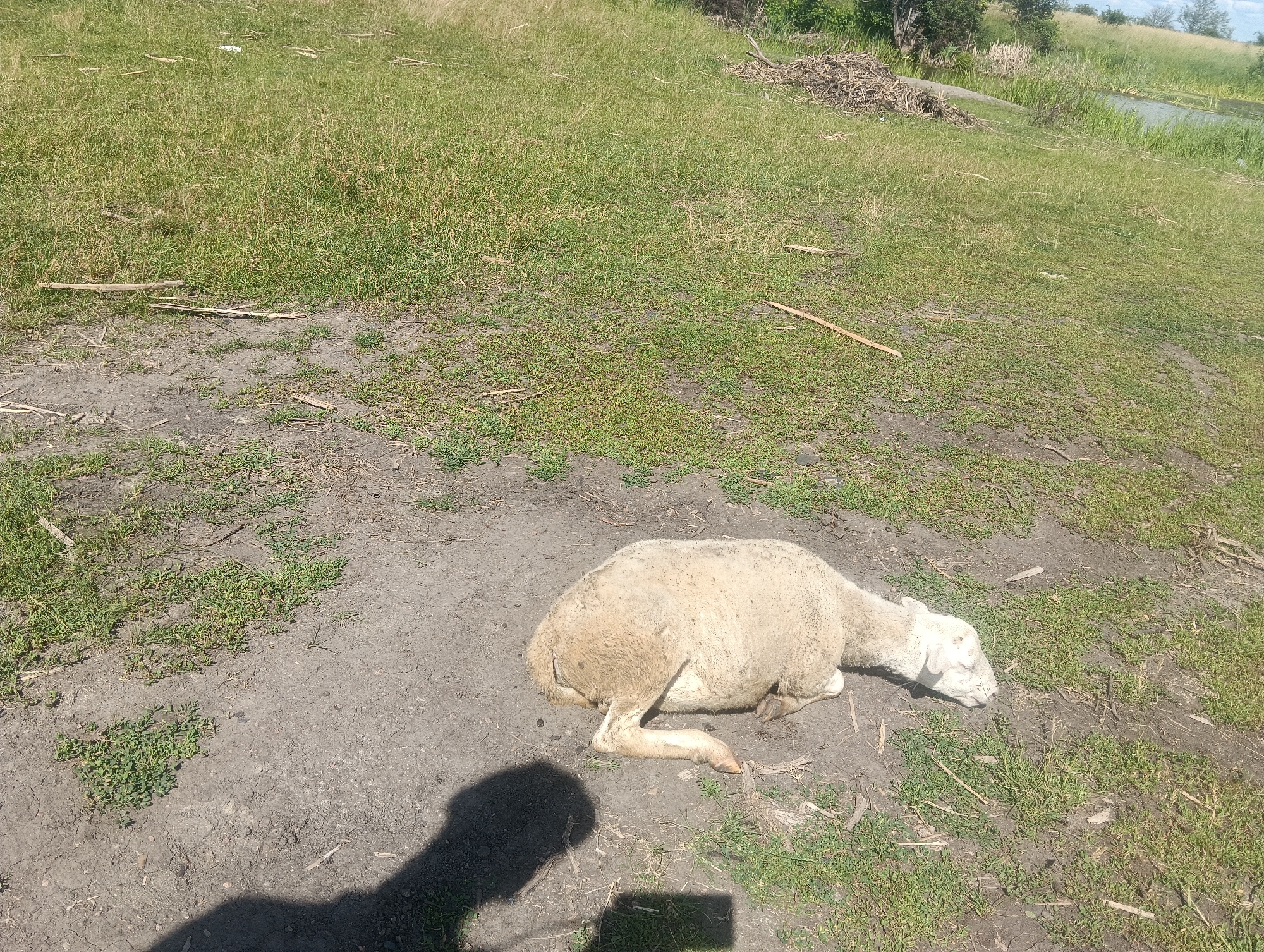 A light-colored sheep lies on its side in a dusty patch of ground, its head resting on the dirt. The sheep is partially covered in a thin layer of fur, and its legs are bent. The ground around the sheep is dry and cracked, with sparse green vegetation growing in patches. In the background, a grassy field slopes gently towards a body of water. A pile of dry branches lies to the left of the frame, and a shadow of a person is visible in the lower left corner. The overall impression is one of a rural landscape on a sunny day.