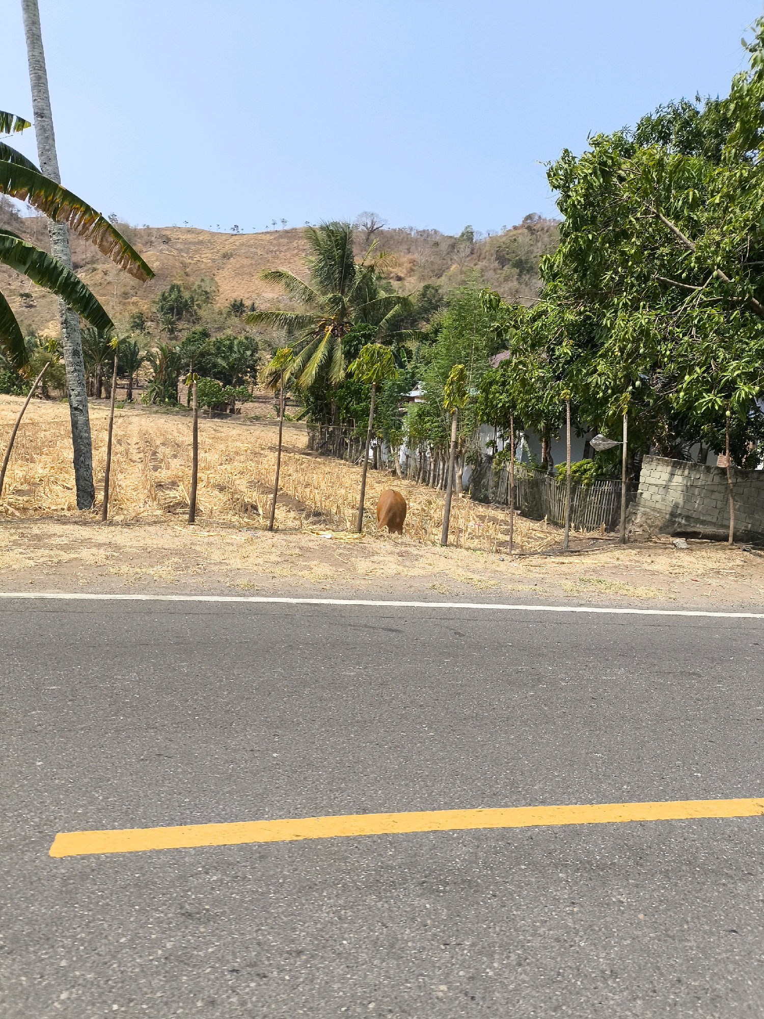 In Kwandang, Indonesia, a road with a yellow painted line runs horizontally across the foreground, bordering a dry, grassy area. A brown cow stands near a wooden fence in the distance. Beyond the fence, there are trees and a hill with sparse vegetation. The sky is clear and blue.