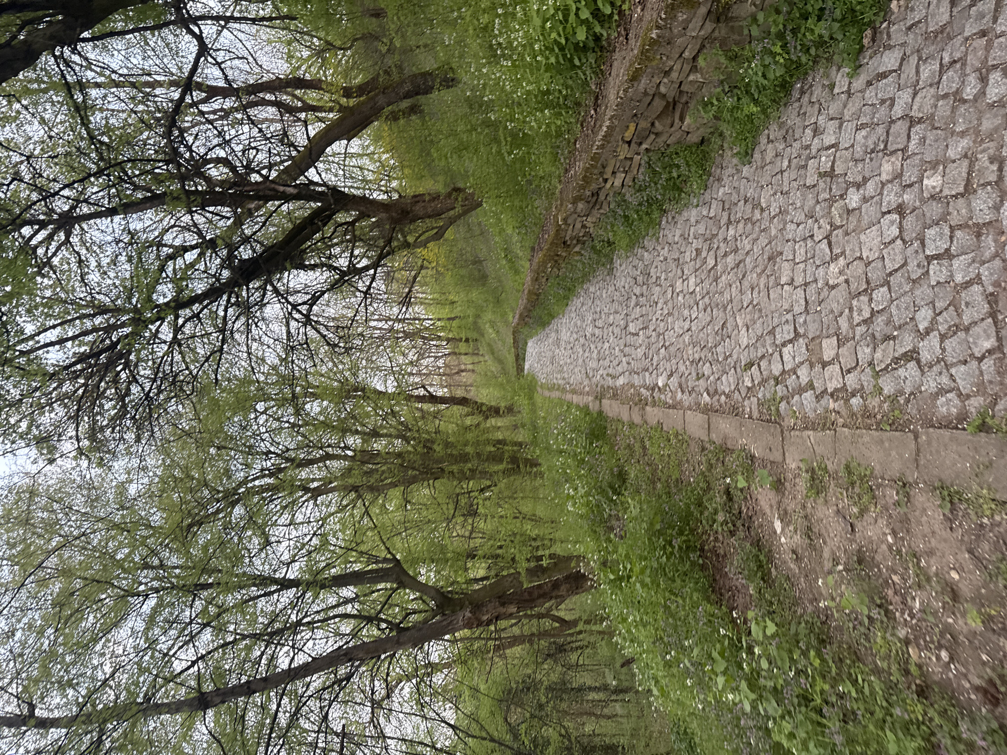 The image depicts a cobblestone path lined by trees, possibly in Montana, Bulgaria. The path stretches into the distance, with trees forming a canopy overhead. A low stone wall runs along the right side of the path, interspersed with greenery and small white flowers. The path appears to be made of gray cobblestones of uniform size, with a concrete edging on the left side. Bare tree branches are visible against the sky above the trees. The general environment suggests a park or garden.