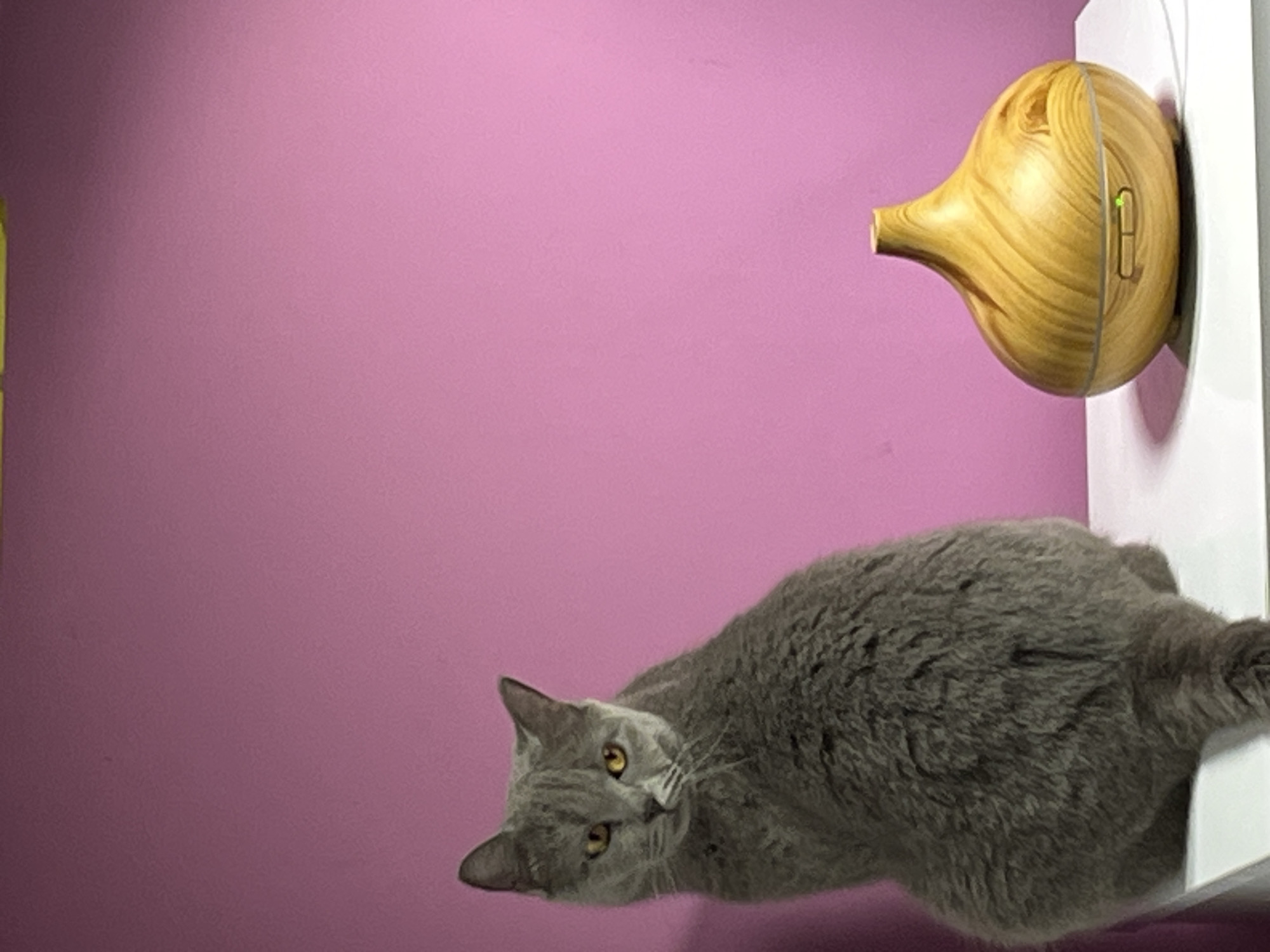 A gray cat is lying on a white surface next to a wooden humidifier. The background is a solid pink color. The photograph was taken indoors. Alanya, Turkey is not discernible from the image.