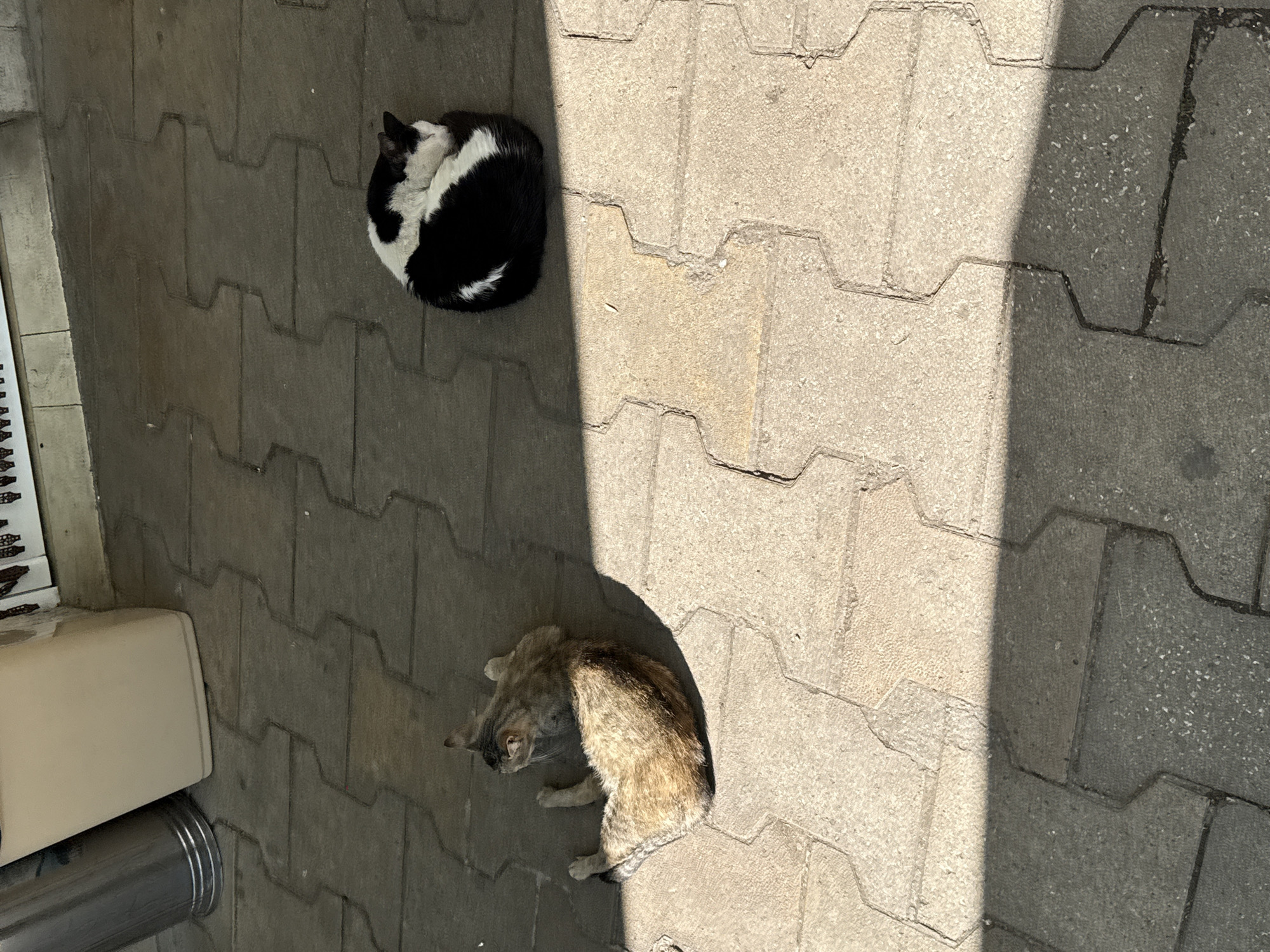 This media file captures an outdoor scene in Plovdiv, Bulgaria, featuring two cats resting on a paved surface under strong sunlight. The ground is covered with grey interlocking concrete pavers, characteristic of sidewalks or pedestrian areas.
A prominent diagonal shadow line divides the image, with the upper left portion in shade and the lower right in bright sunshine, indicating a clear, sunny day, likely midday or early afternoon.
In the shaded upper left, a black and white cat is curled up tightly in a ball, appearing to be asleep. Its fur is distinctly patterned with large areas of black and contrasting white patches, particularly on its face and body.
Further down and to the right, mostly in the sunlit area but with parts of its body in shadow, a second cat is visible. This cat is a tabby, exhibiting a mottled coat of brown, grey, and black. It is shown in a relaxed, reclined posture, with its head turned to the left, suggesting it is awake and possibly observing its surroundings.
On the far left edge of the frame, partially visible in the shadow, is a light-colored, possibly beige, rectangular object, which could be part of an outdoor fixture or furniture. Below it, a metallic, cylindrical pipe is also partially visible.
The image portrays a peaceful moment of urban cats resting comfortably in the sun and shade. No text is visible in the frame.