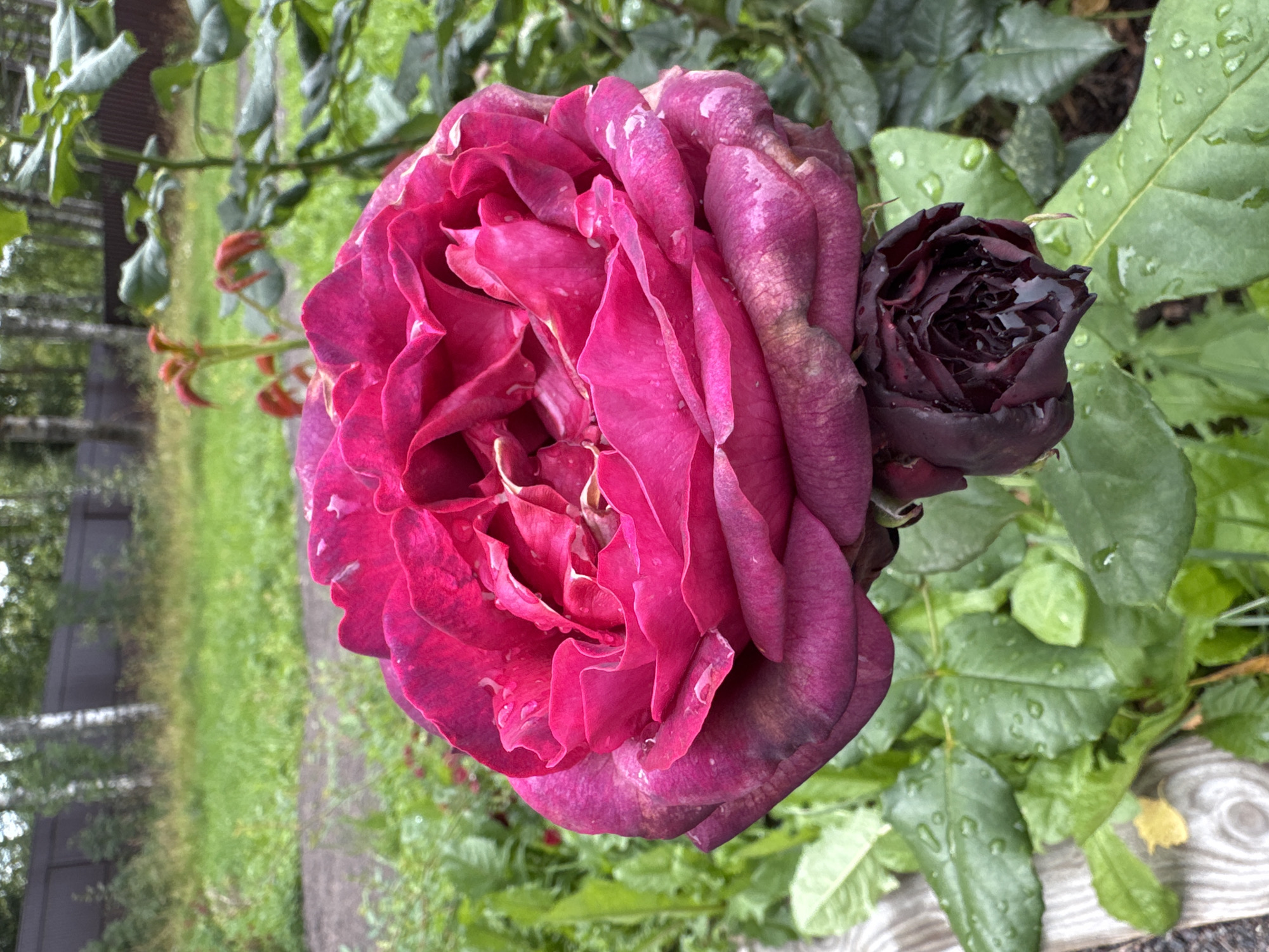 An extreme close-up, low-angle shot captures a vibrant, large, fuchsia-pink rose bloom in the foreground, its petals slightly unfurled and glistening with water droplets. Below the large bloom, a smaller, darker, deep-red rosebud is visible, also with water droplets. The roses are set against a background of lush green foliage, also speckled with water. In the middle ground, a wooden fence runs horizontally, behind which is a patch of green grass and some distant trees, with a hint of birch trees amongst them. The overall scene suggests a garden after a rainfall. The location is identified as Steklyannyi, Russia. There are no people or animals visible in the image.