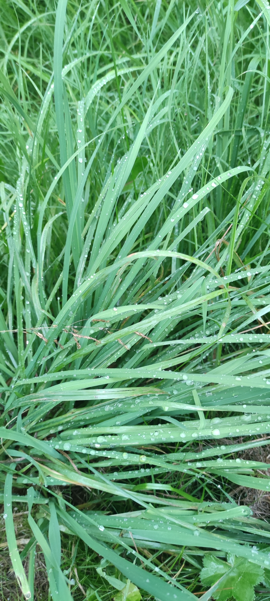 The image shows a close-up, vertical view of lush green grass covered in dew drops. The grass blades are long and slender, with some blades bent and intertwined. The dew drops are scattered across the blades, reflecting light and creating a glistening effect. The background is a blurred expanse of more green grass, suggesting an outdoor environment. The scene appears to be set in the early morning or after a rainfall. The location is specified as Московский Ветеран Снт, Russia.
