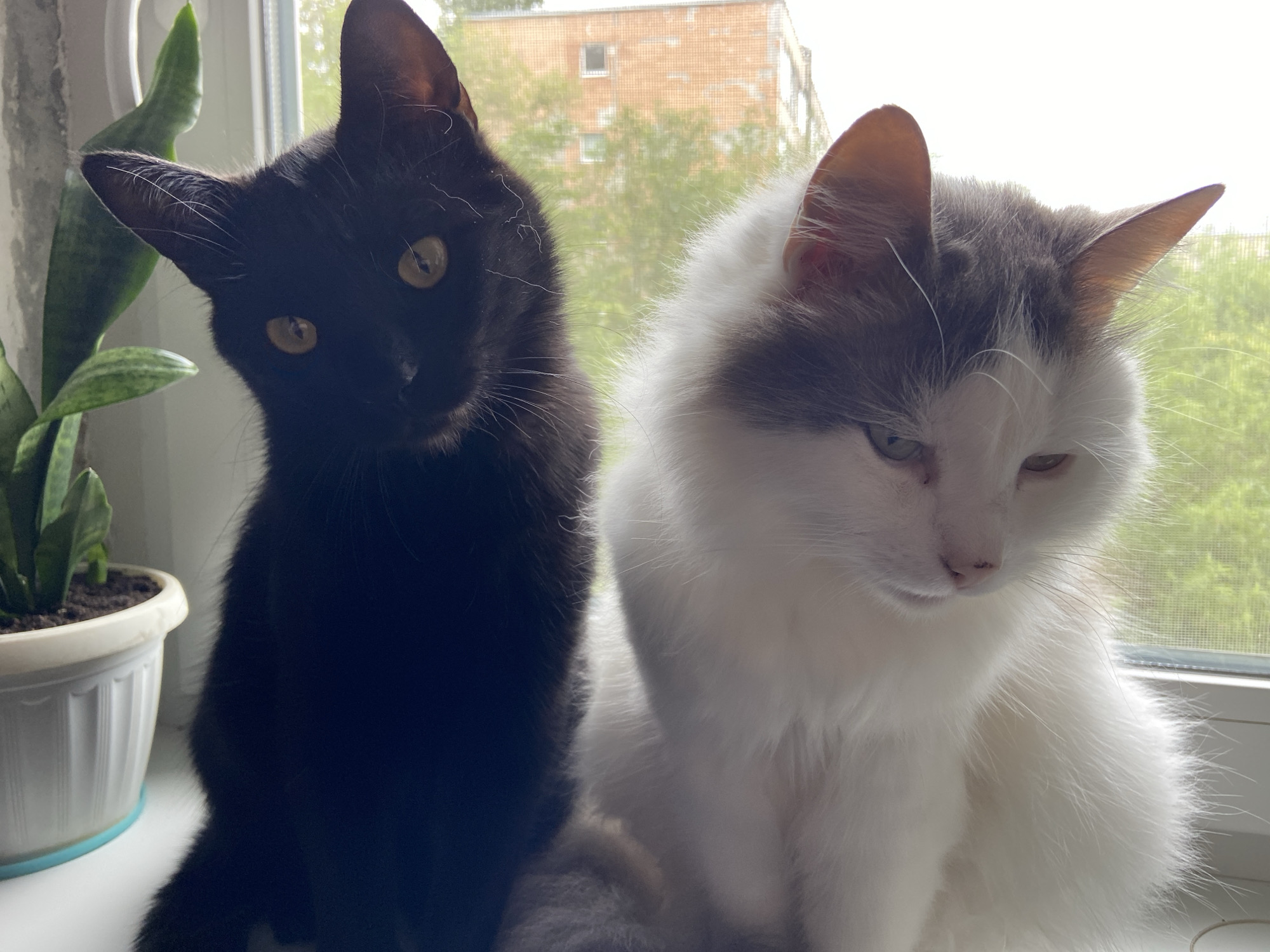 Two cats are sitting on a window sill. The cat on the left is a black cat, and the cat on the right is a fluffy white cat with gray markings. There is a potted snake plant to the left of the cats. The window looks out onto a building with trees in front of it. Location: Unknown, Unknown.