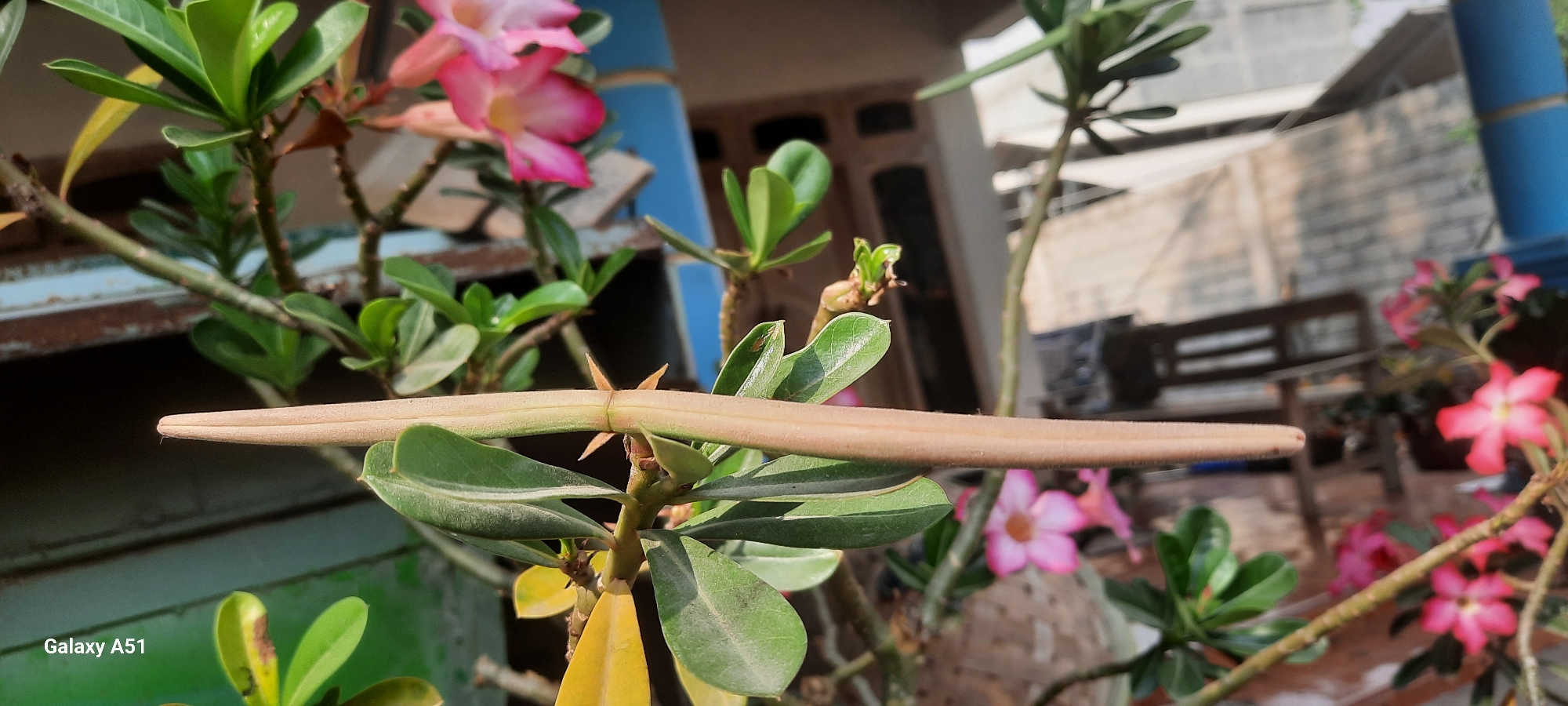 A close-up, eye-level shot focuses on a long, light brown seed pod from a desert rose plant, positioned horizontally across the frame. The pod, which is slightly thicker in the middle and tapers at the ends, is supported by the plant's green leaves and thorny stem. In the background, out of focus, are more desert rose plants with vibrant pink flowers and lush green foliage. The scene appears to be set in an outdoor environment, possibly a garden or yard, with hints of a building and a wooden bench visible in the distance. The lighting suggests a bright, sunny day. The image is tagged with "Galaxy A51," indicating it was captured with a Samsung Galaxy A51 smartphone. The location is identified as Ploso, Indonesia.