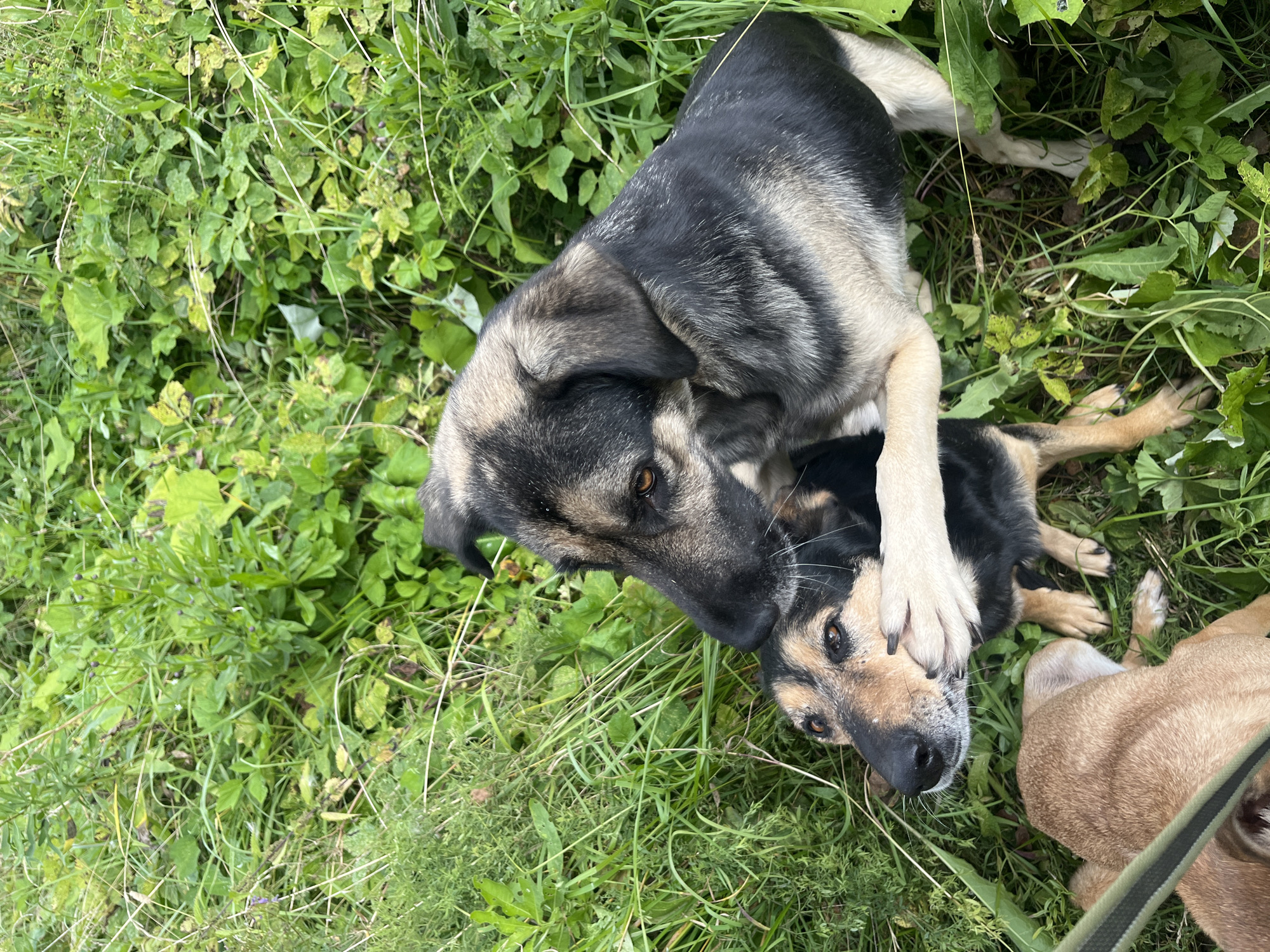 In a grassy area, two dogs are interacting. One dog, with black, tan, and grey fur, is holding the head of another dog, which has black and tan fur, with its paw. The second dog appears to be lying down. A third dog, with tan fur, is partially visible in the lower left corner of the frame, lying on the ground with a leash attached. The environment consists of dense green foliage and grass. There are no visible people or man-made structures. The image quality is consistent with a photograph taken with a mobile device. The exact location in Nizhny Tagil, Russia, cannot be determined from the visual information provided.